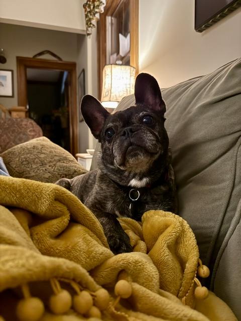 Enlarge Lenny, a Adoptable mixed breed in Holland, MI image 4/4