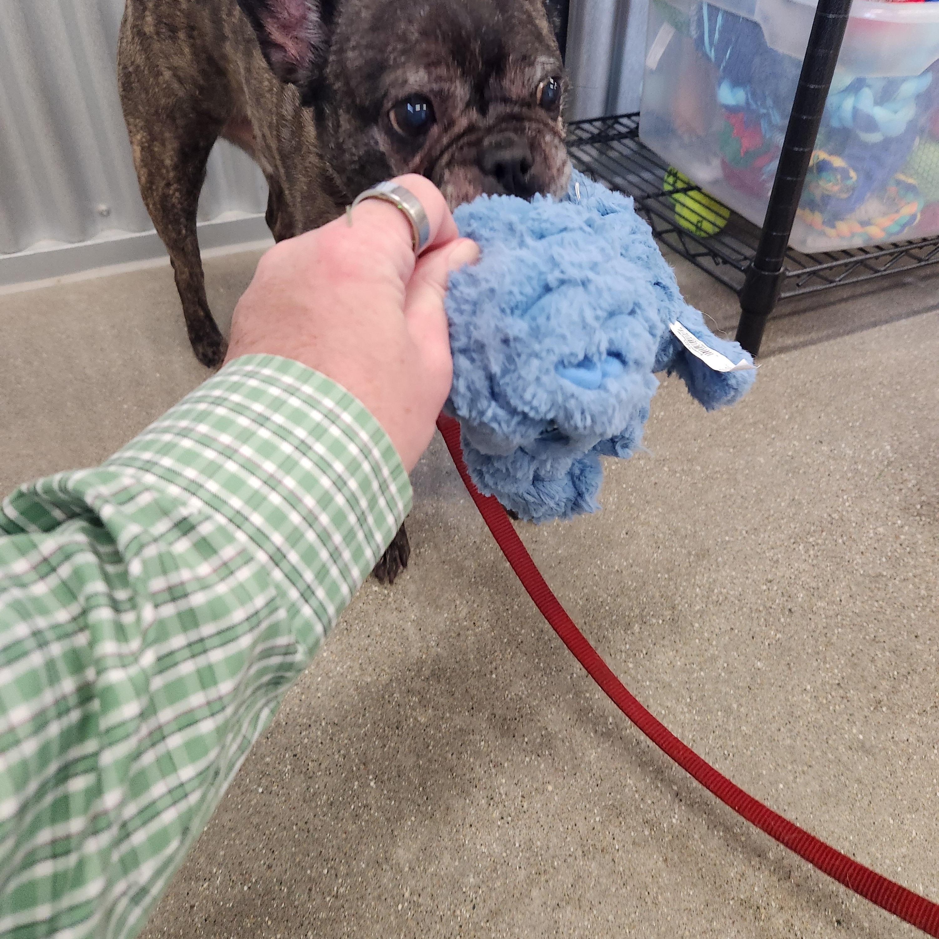 Enlarge Lenny, a Adoptable mixed breed in Holland, MI image 3/4