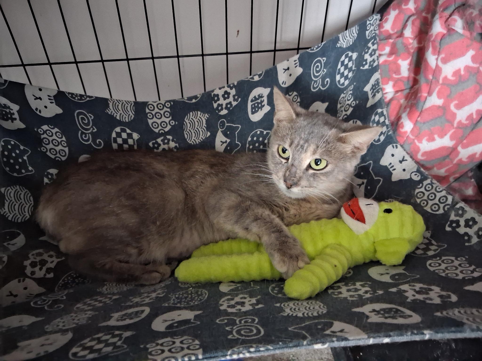 Enlarge Blender Betty, a Adoptable mixed breed in Providence, RI image 3/3
