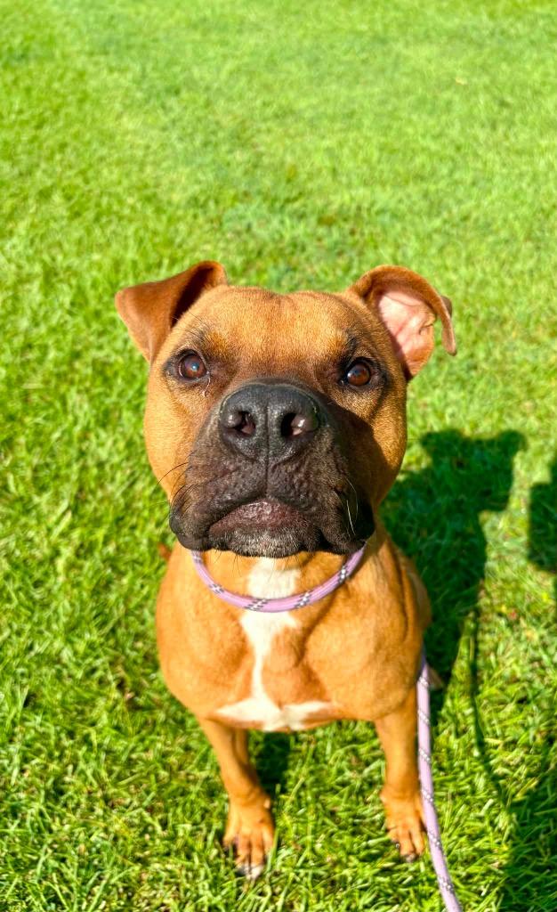 Oatmeal, Adoptable, Young Male Boxer & Mixed Breed.
