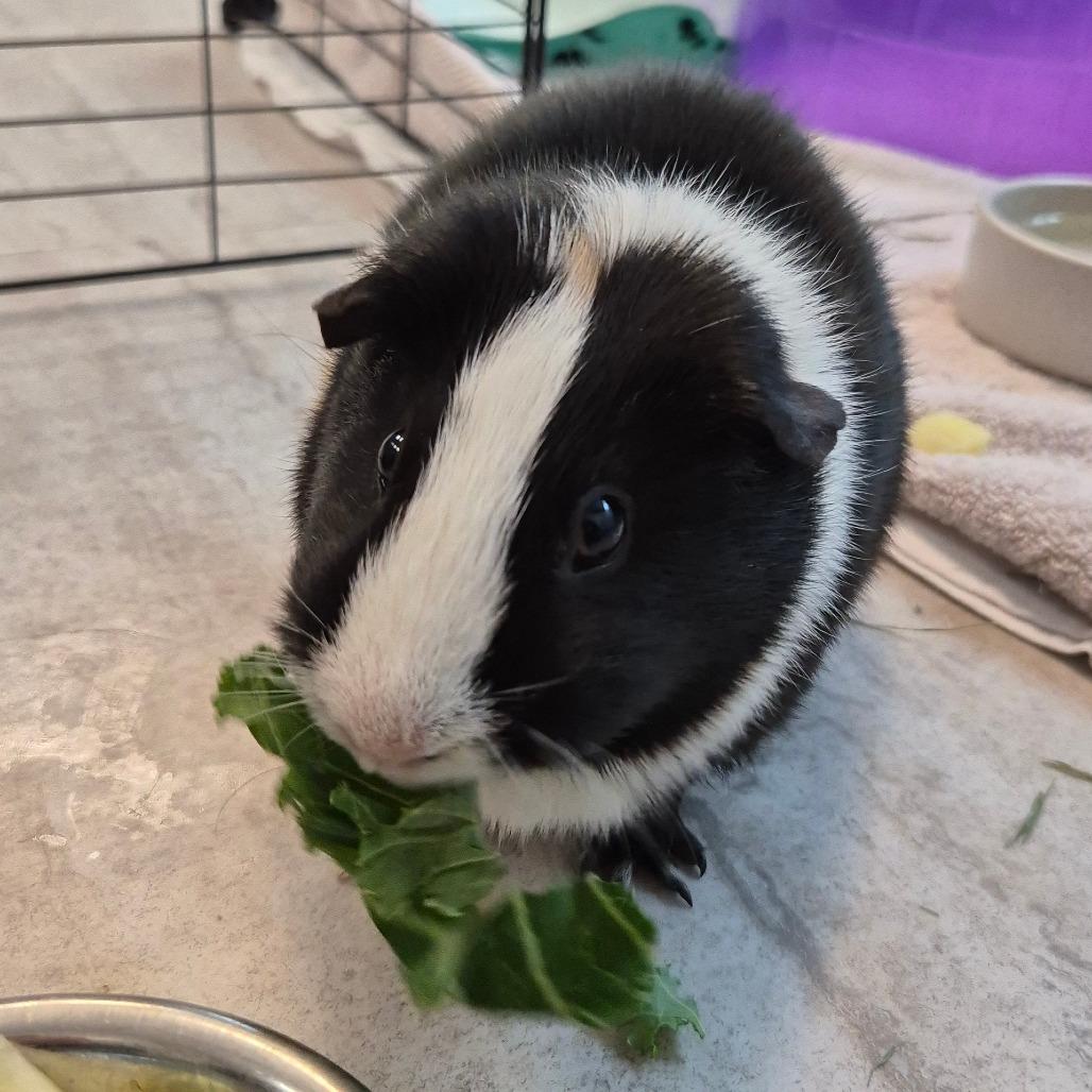 Stella, Adoptable, Adult Female Guinea Pig.