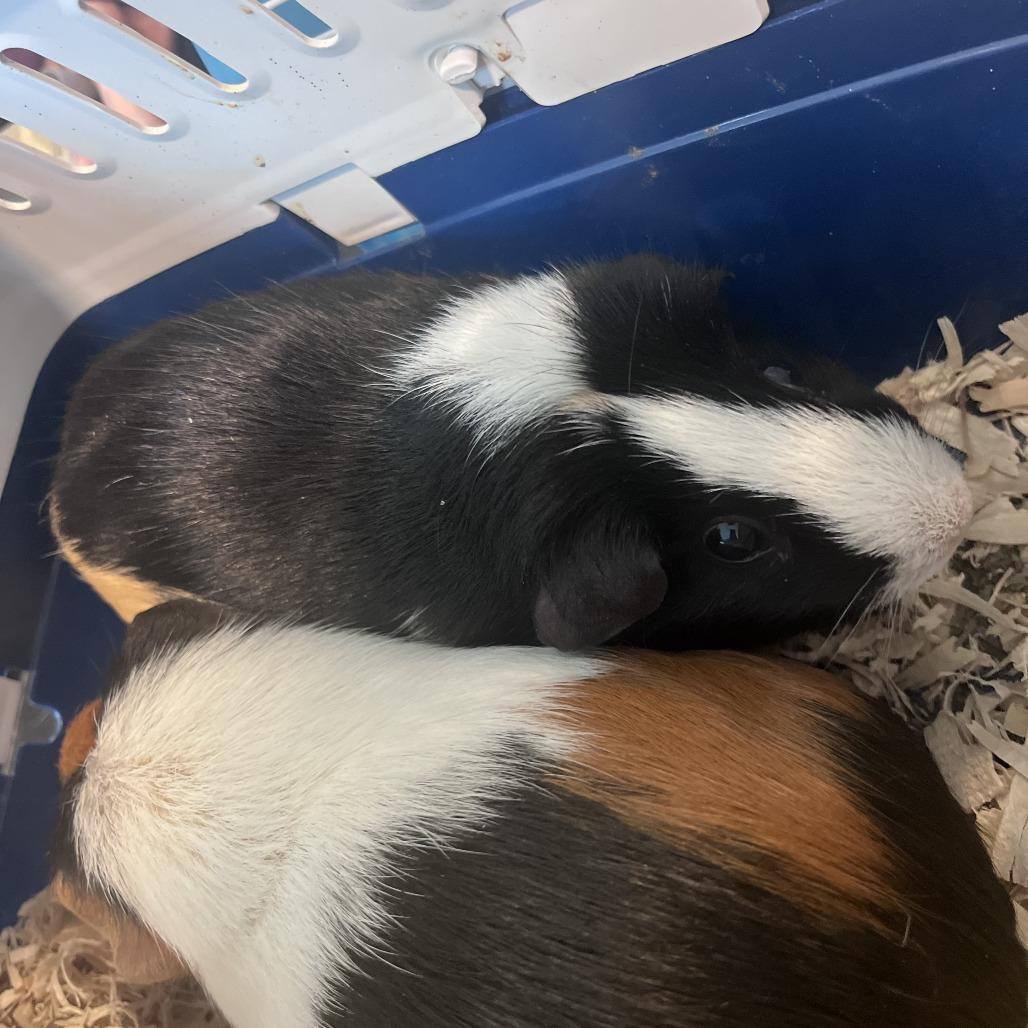 Enlarge Stella, a Adoptable Guinea Pig in Fairport, NY image 1/1