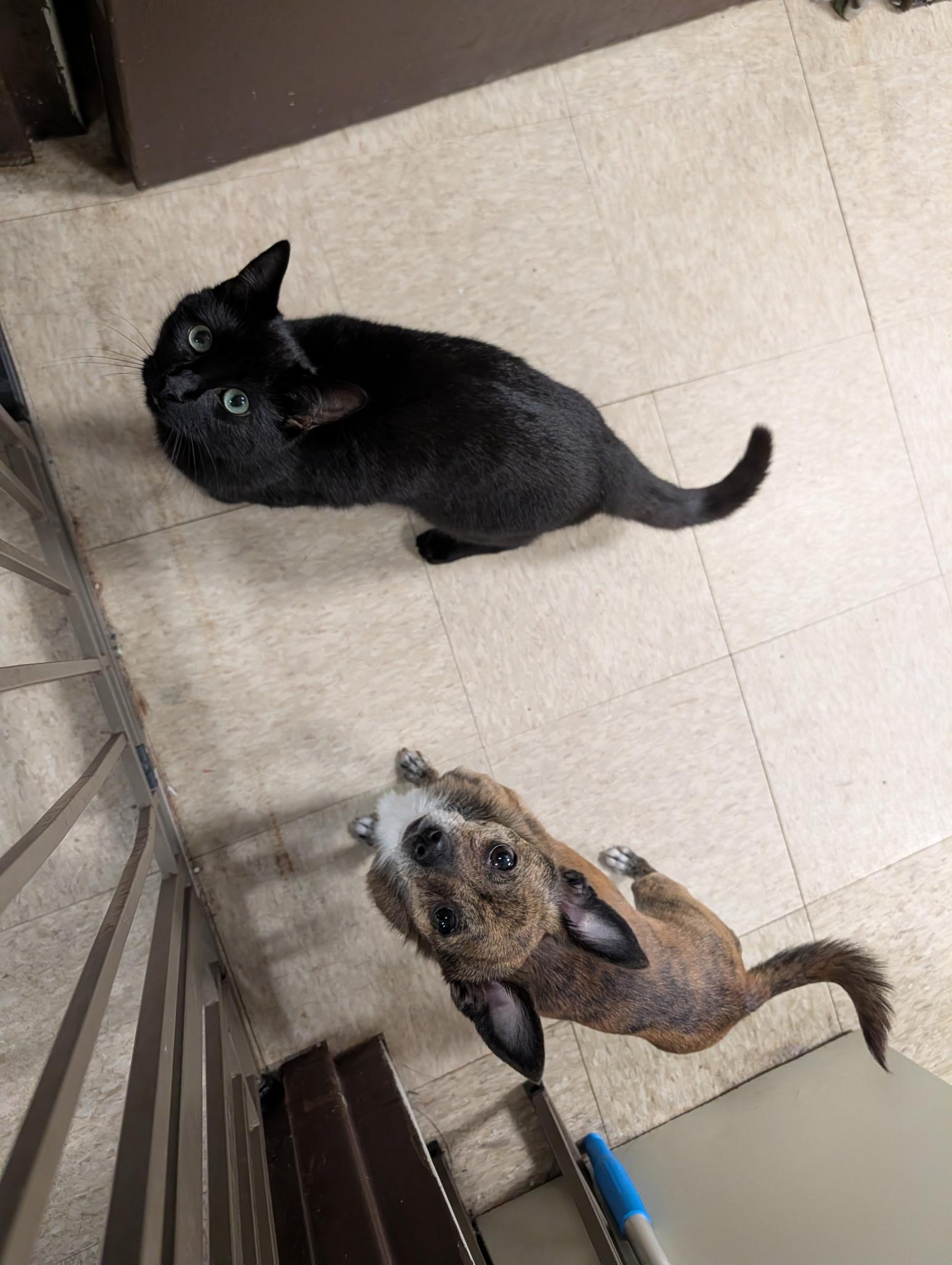 Enlarge Bambi, an adopted Chihuahua in Port Washington, NY image 2/3