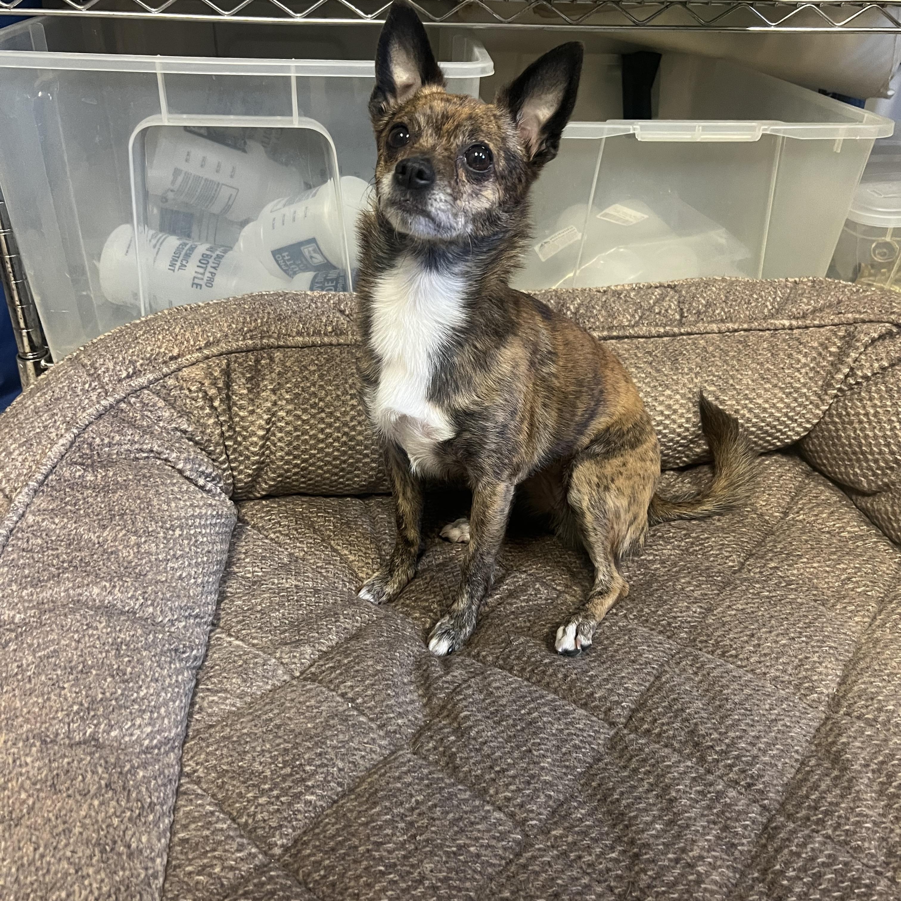 Enlarge Bambi, an adopted Chihuahua in Port Washington, NY image 3/3