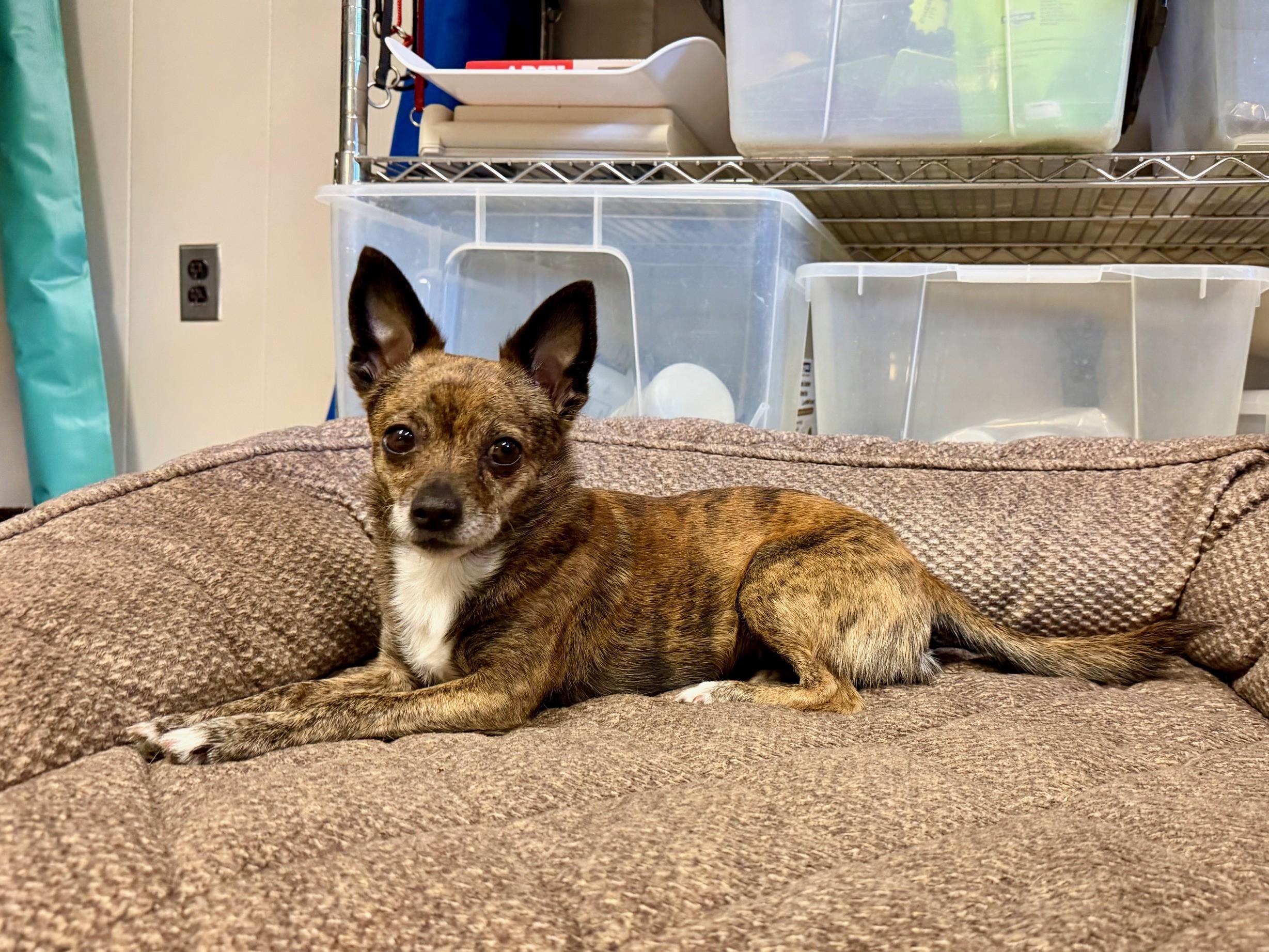 Enlarge Bambi, an adopted Chihuahua in Port Washington, NY image 1/3