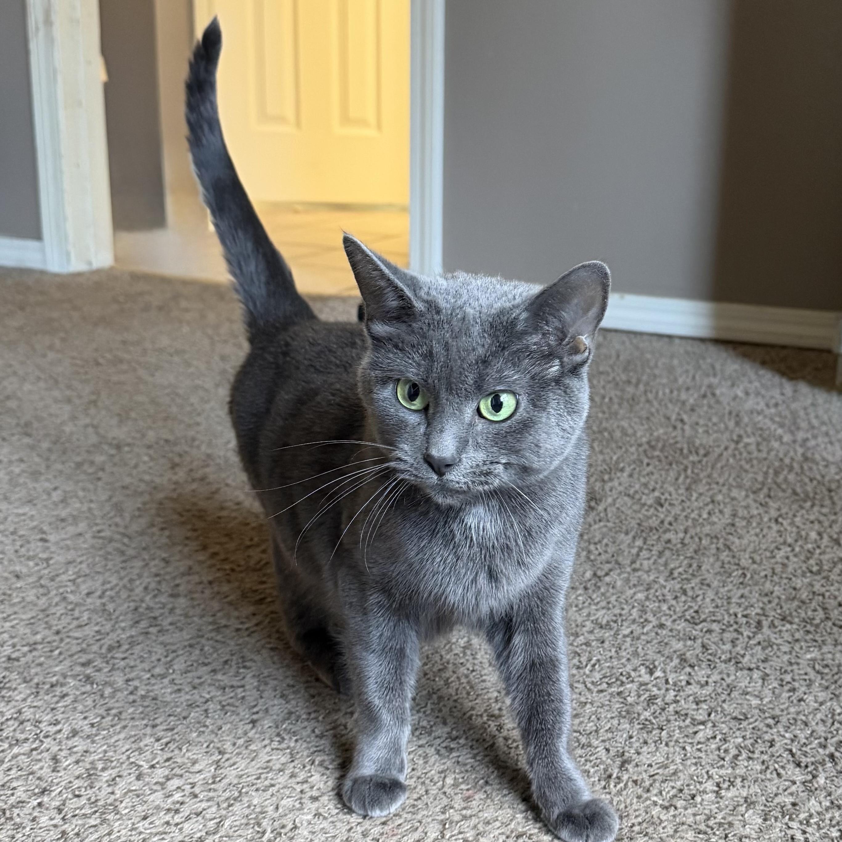Sugar, ADOPTABLE, Adult Female Russian Blue.