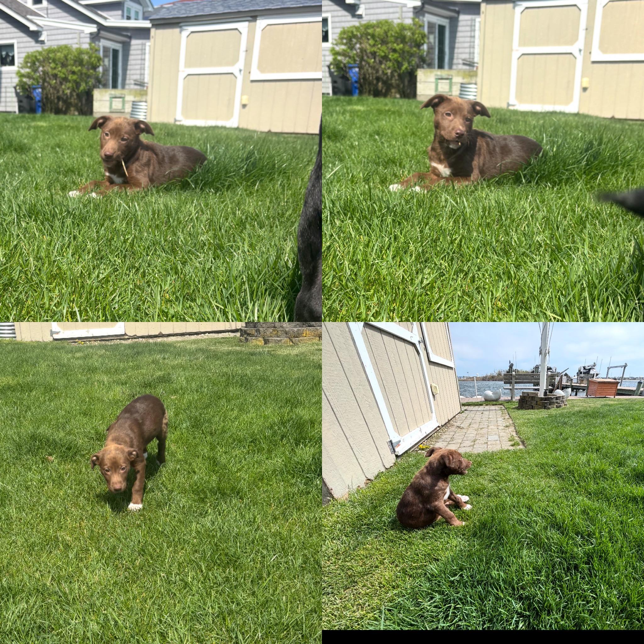 Enlarge Blanche, a Adoptable mixed breed in seaside heights, NJ image 2/2