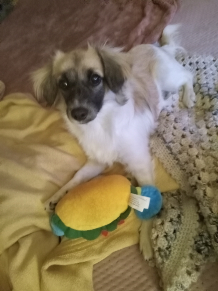 Sandy, Adopted, Young Female Papillon.