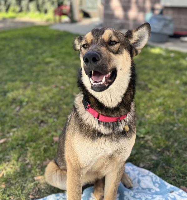 Bogo, Adoptable, Young Male German Shepherd Dog & Norwegian Elkhound.