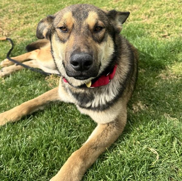 Enlarge Bogo, a Adoptable mixed breed in Oakland, CA image 2/4