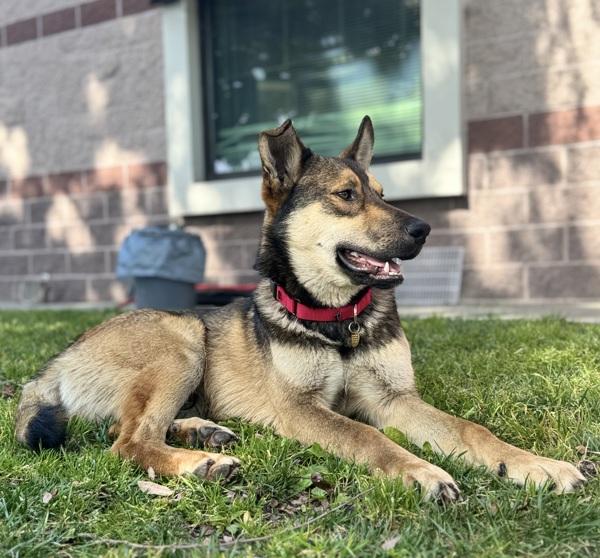 Bogo — thumbnail 3