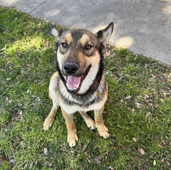 Enlarge Bogo, a Adoptable mixed breed in Oakland, CA image 4/4