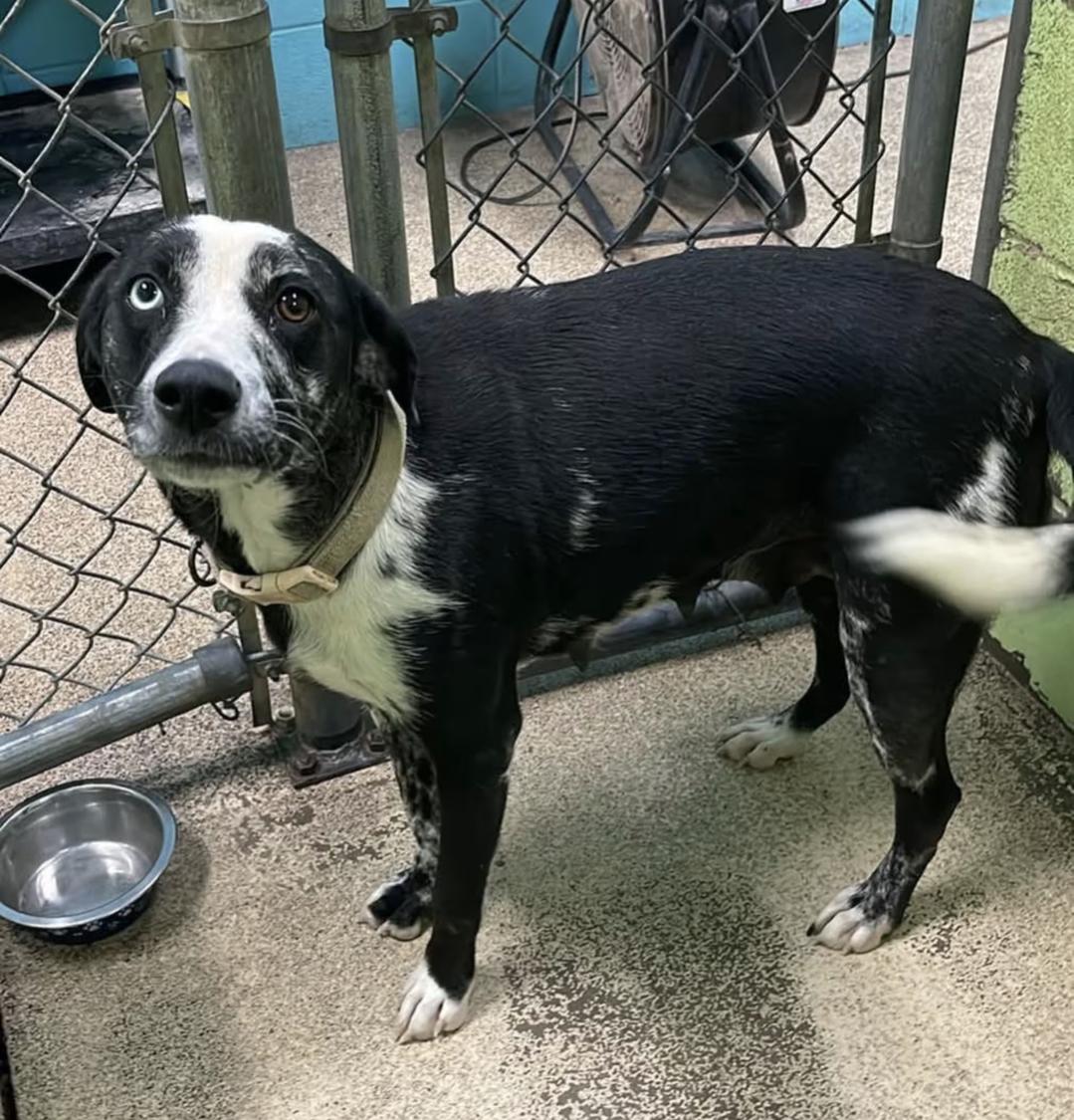 Swirl, Adopted, Adult Male Catahoula Leopard Dog & Australian Shepherd.