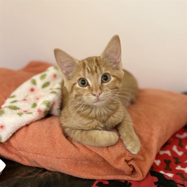 BOCA, Adoptable, Kitten Male Domestic Medium Hair.