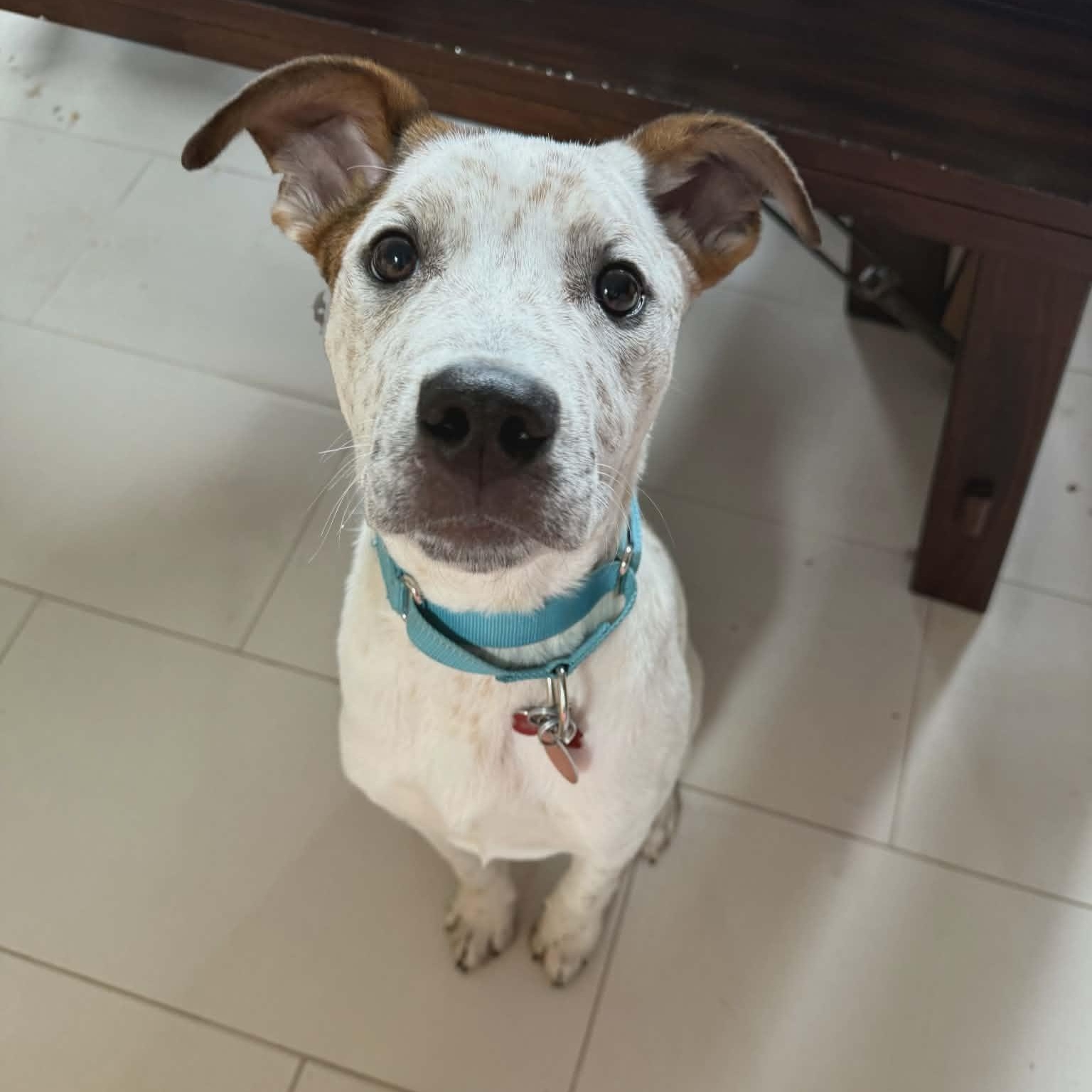 CHIEF, ADOPTABLE, Young Male Mixed Breed & Australian Cattle Dog / Blue Heeler.