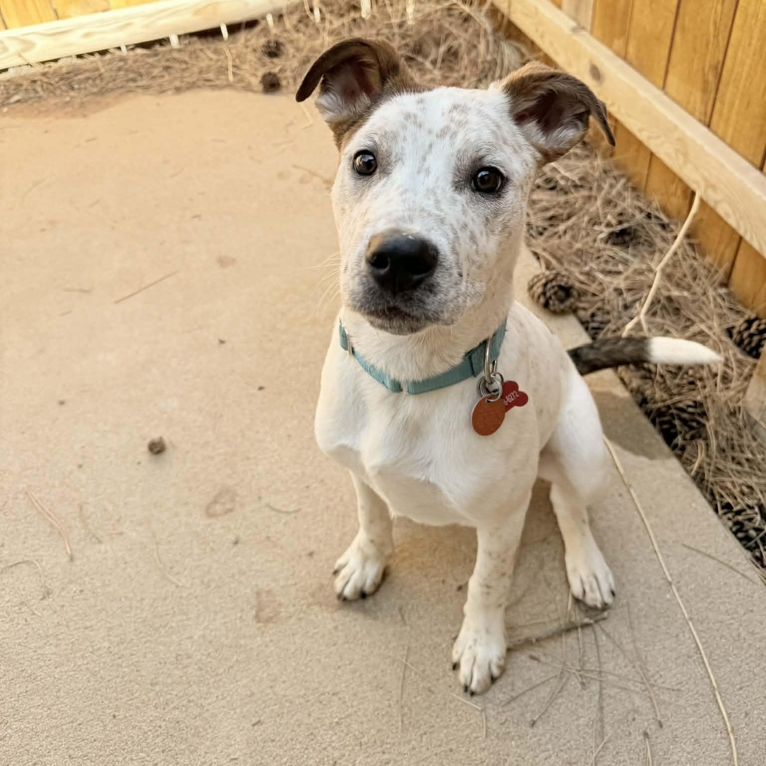 CHIEF, a ADOPTABLE mixed breed in Loveland, CO image 5/6