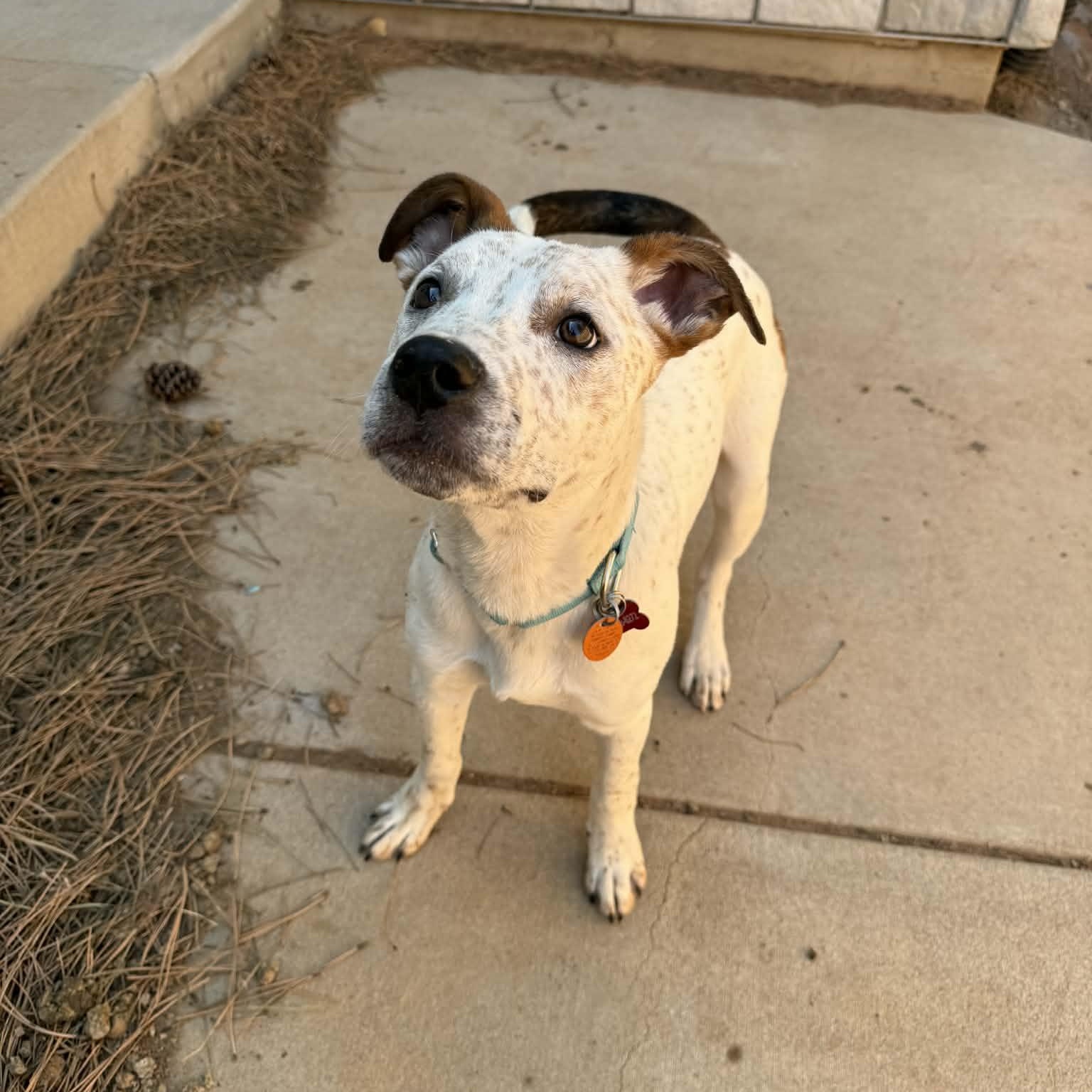 CHIEF, a ADOPTABLE mixed breed in Loveland, CO image 3/6