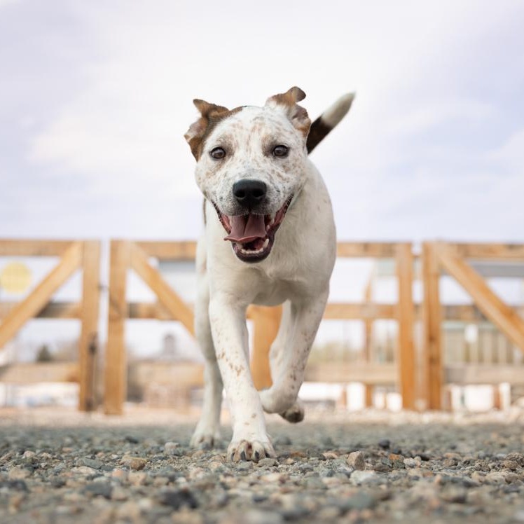 Enlarge CHIEF, a ADOPTABLE mixed breed in Loveland, CO image 2/6