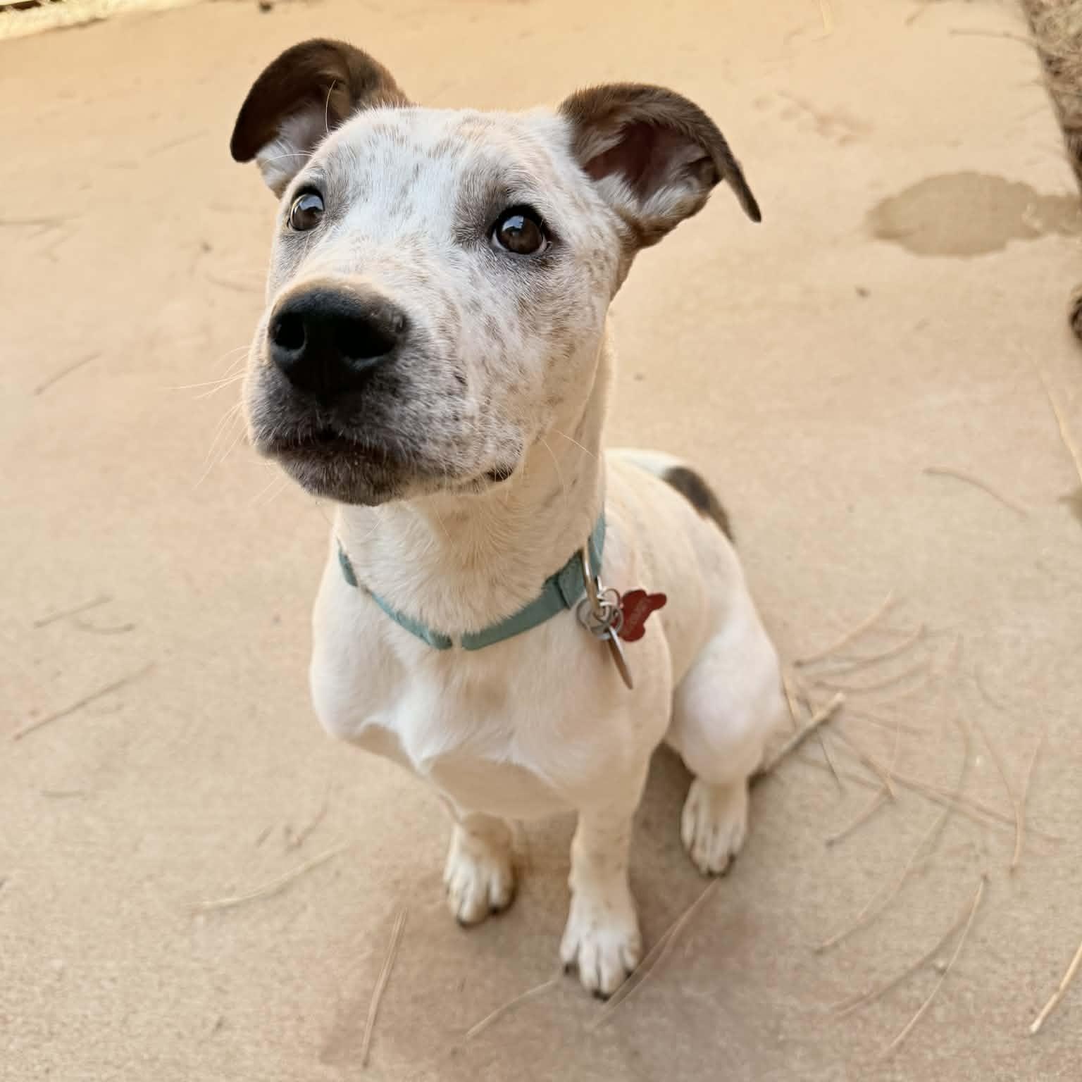CHIEF, a ADOPTABLE mixed breed in Loveland, CO image 6/6