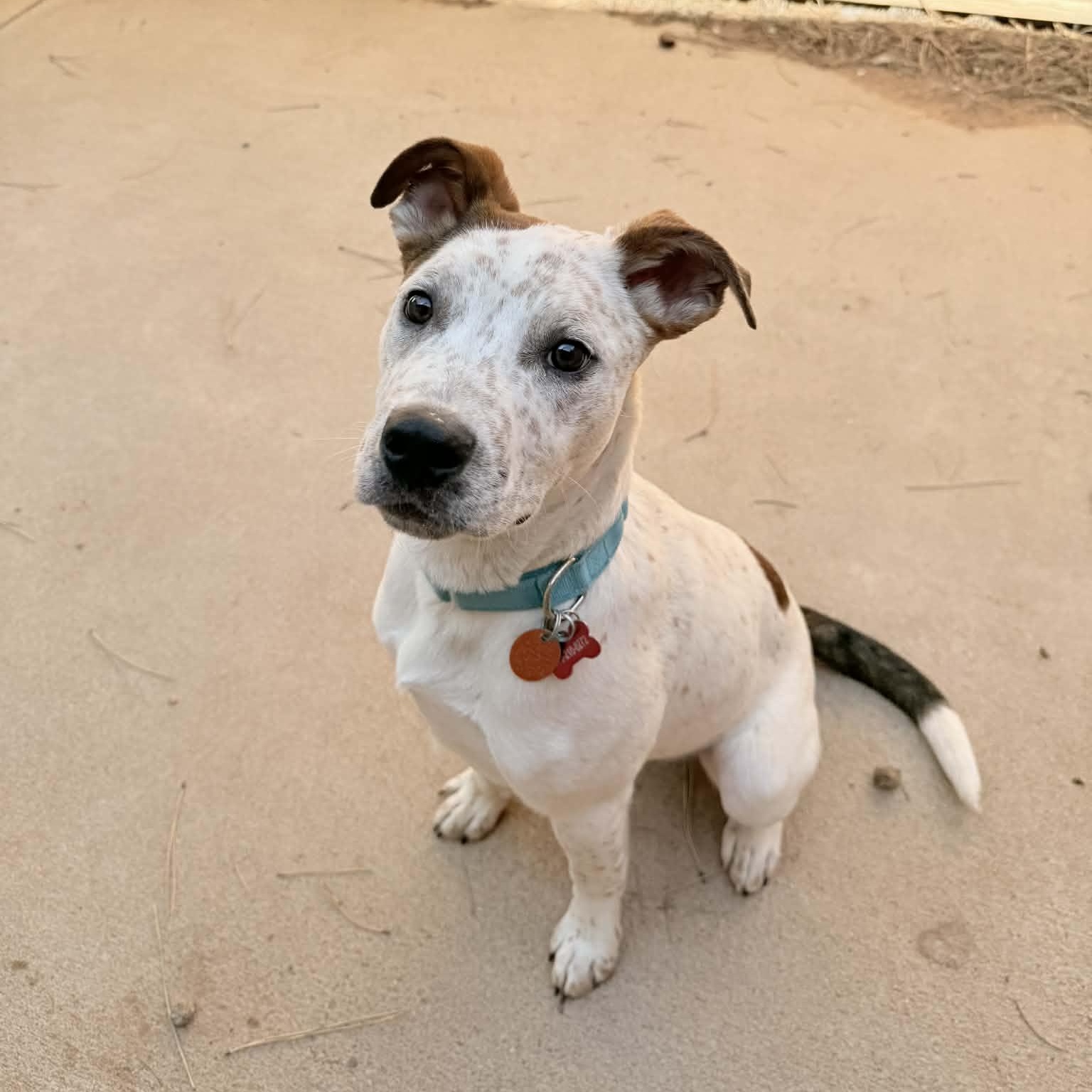 CHIEF, a ADOPTABLE mixed breed in Loveland, CO image 4/6