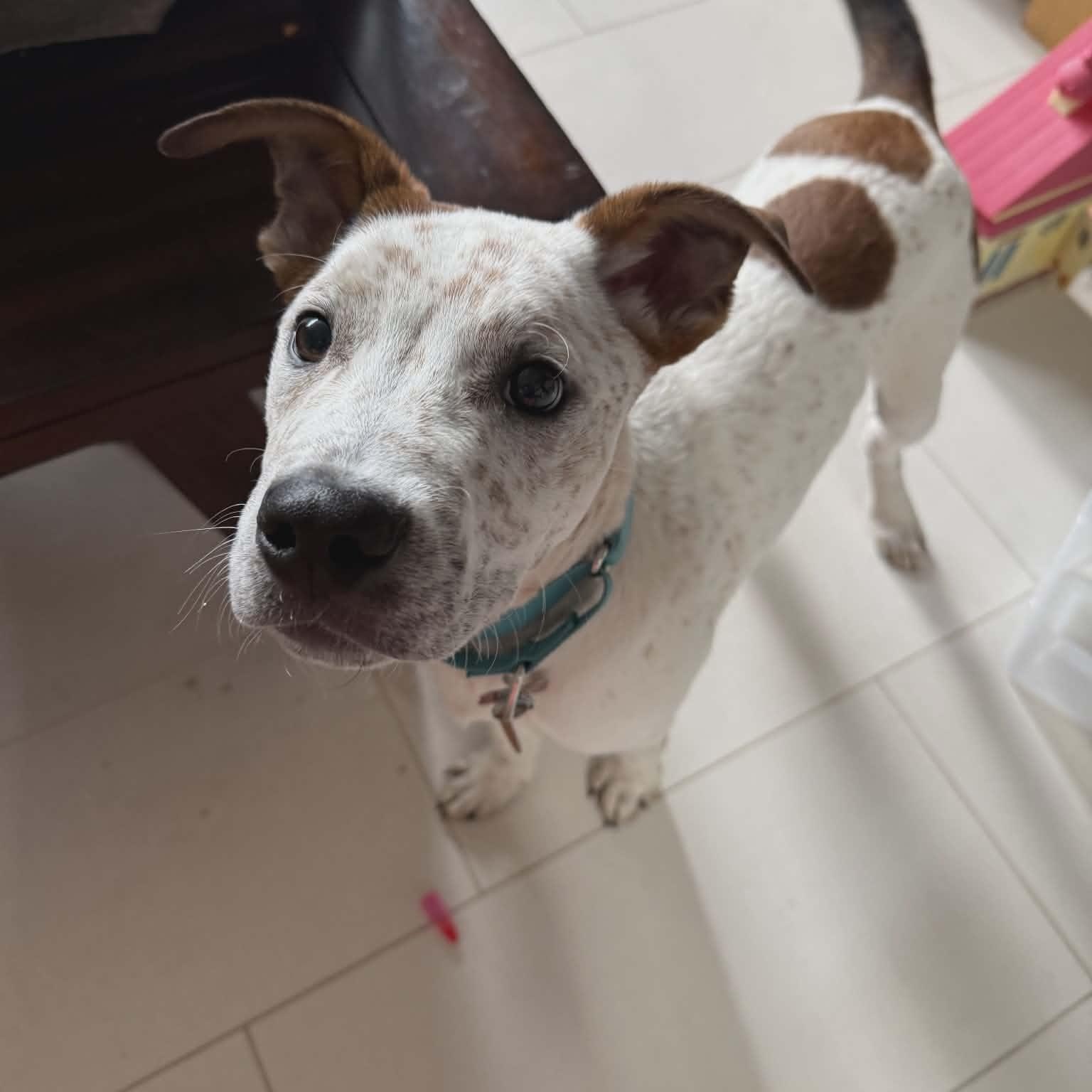 CHIEF, a ADOPTABLE mixed breed in Loveland, CO image 2/6