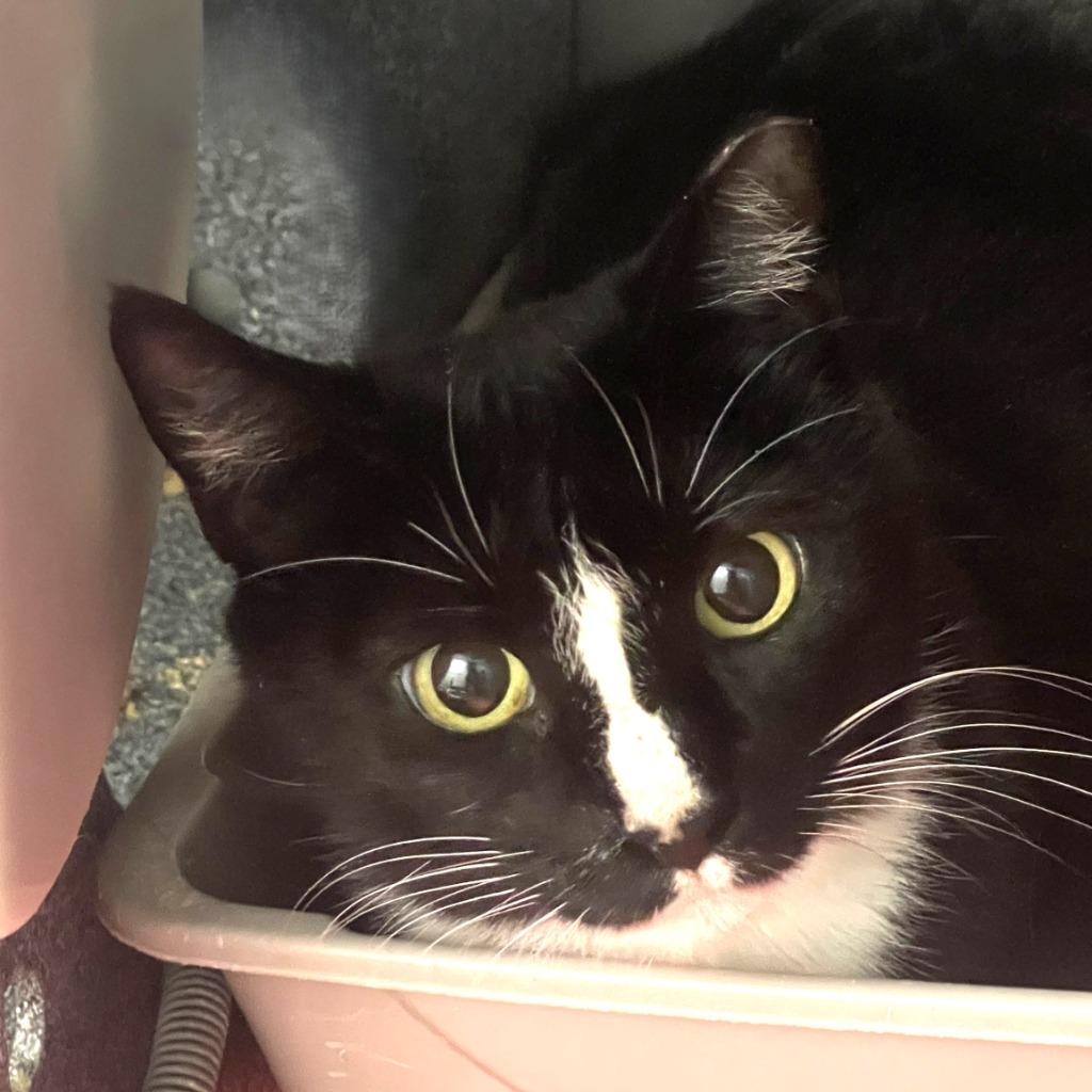 Panda, a Adoptable mixed breed in Brenham, TX image 1/4