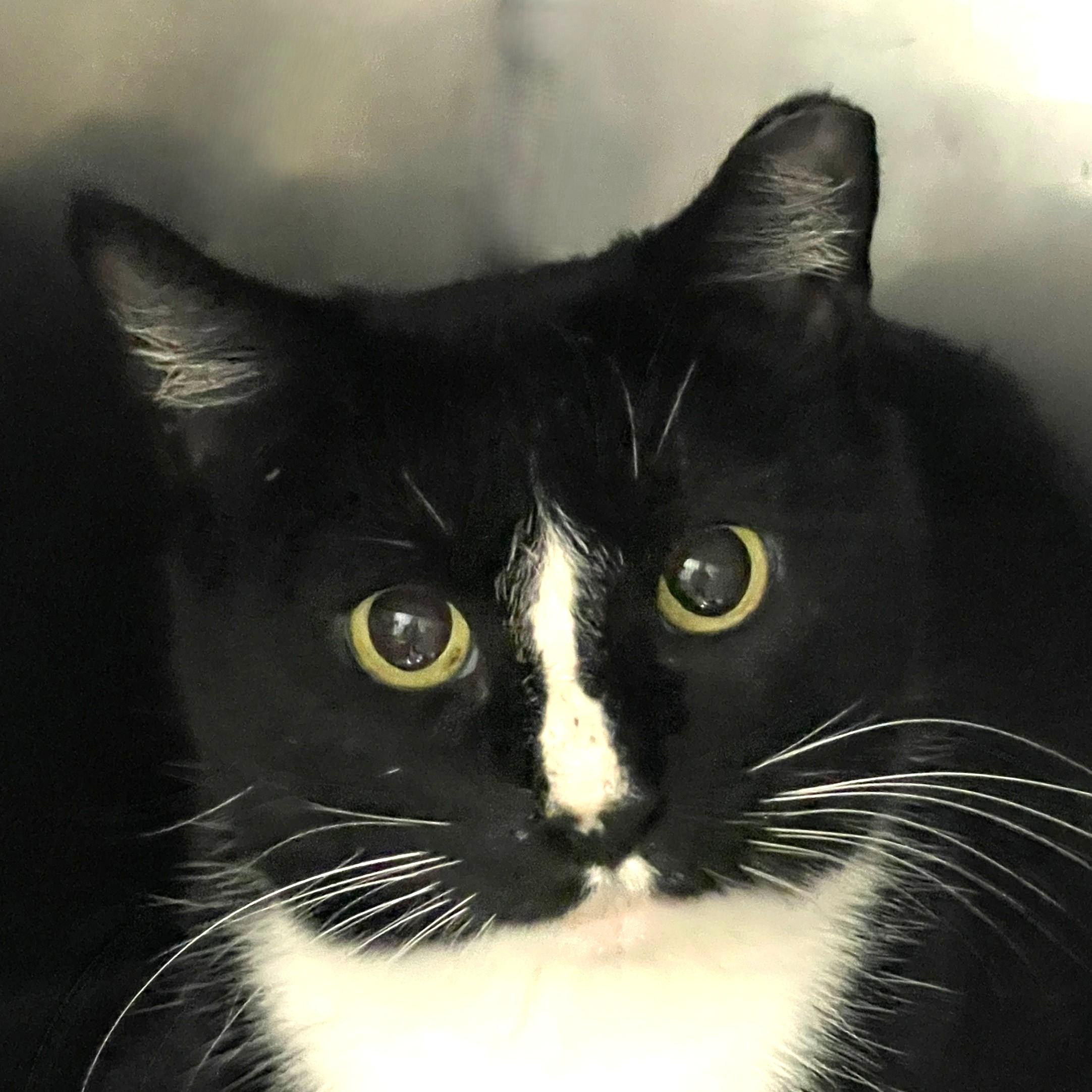 Panda, Adoptable, Young Female Domestic Short Hair.