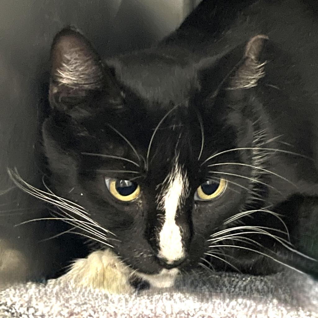 Panda, a Adoptable mixed breed in Brenham, TX image 2/4