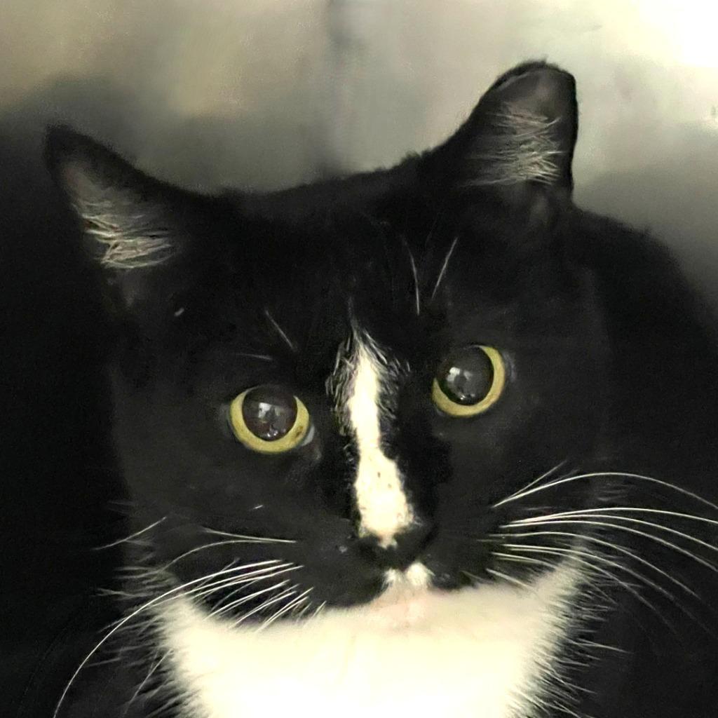 Panda, Adoptable, Young Female Domestic Short Hair.