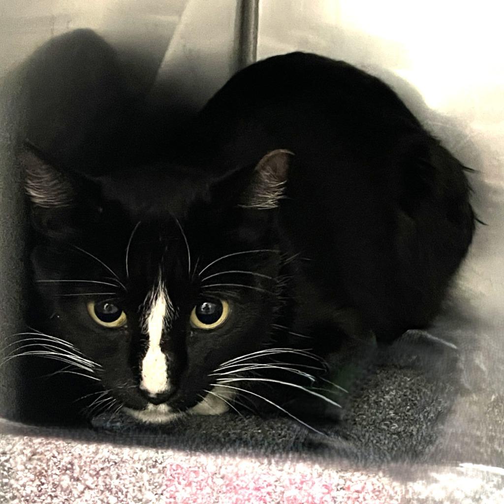 Panda, a Adoptable mixed breed in Brenham, TX image 3/4