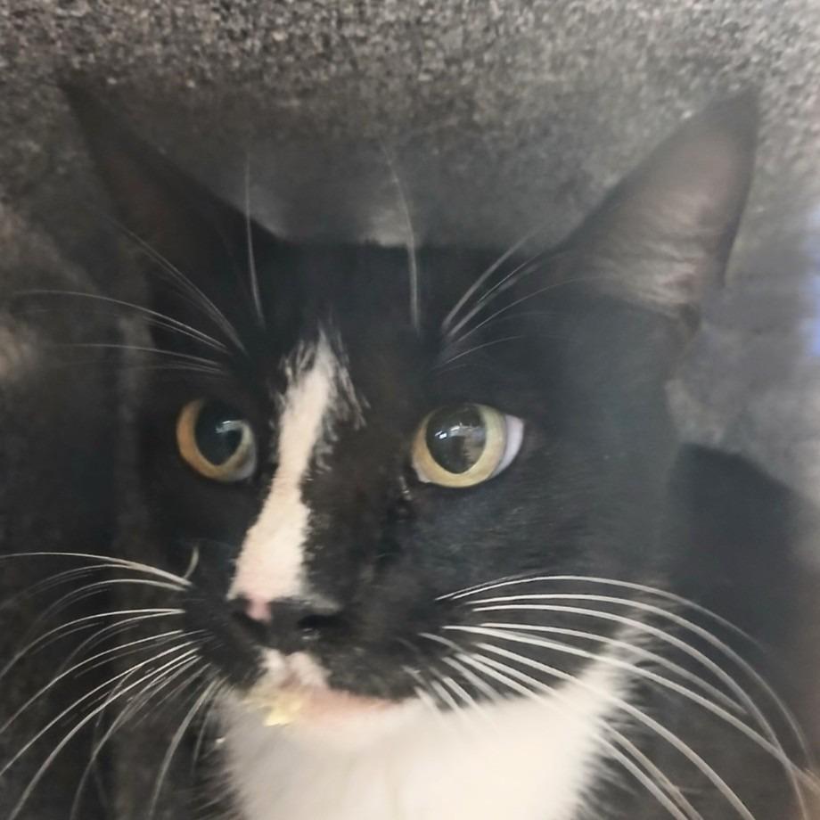 Panda, a Adoptable mixed breed in Brenham, TX image 4/4