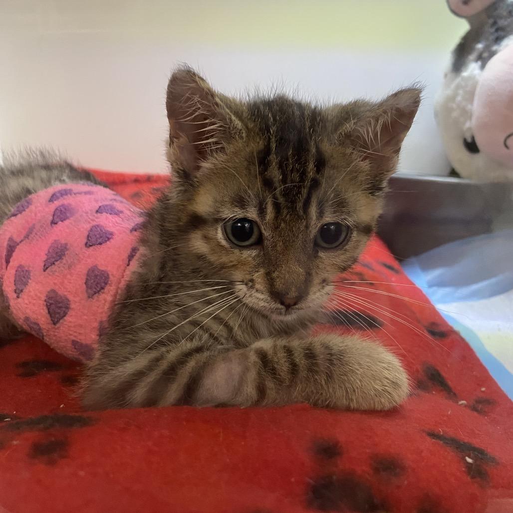 Goose, Adoptable, Kitten Male Domestic Short Hair.