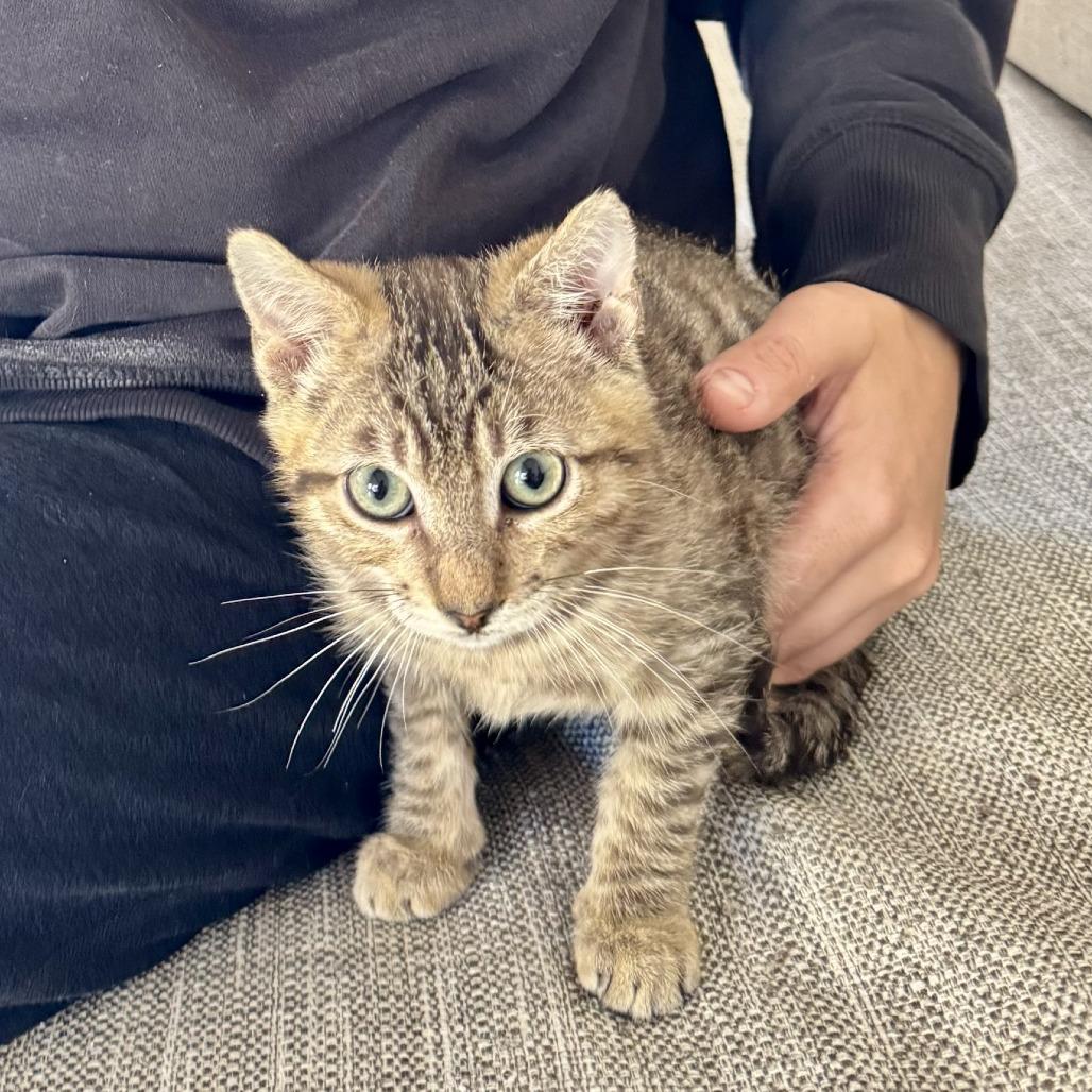 Enlarge Goose, a Adoptable Domestic Short Hair in Long Beach, CA image 2/6