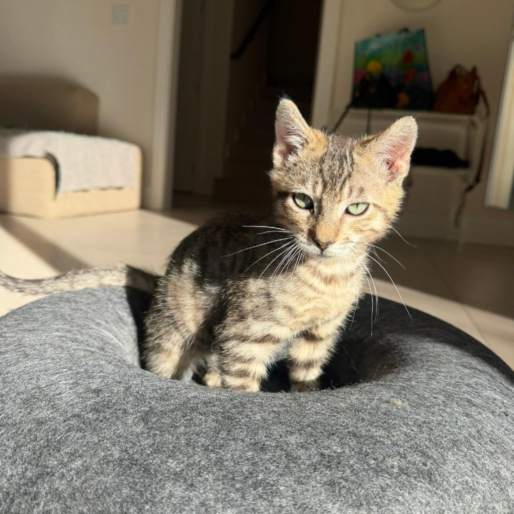 Enlarge Goose, a Adoptable Domestic Short Hair in Long Beach, CA image 2/6