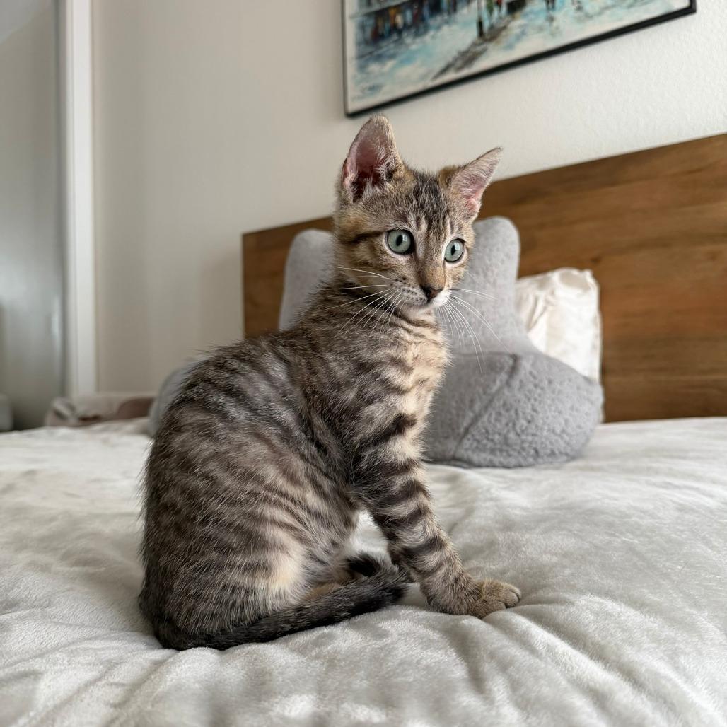 Enlarge Goose, a Adoptable Domestic Short Hair in Long Beach, CA image 5/6