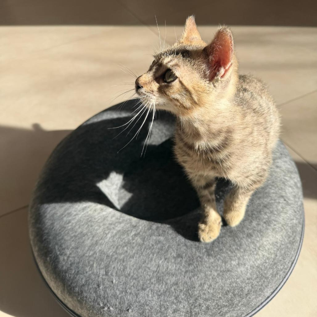 Enlarge Goose, a Adoptable Domestic Short Hair in Long Beach, CA image 5/6