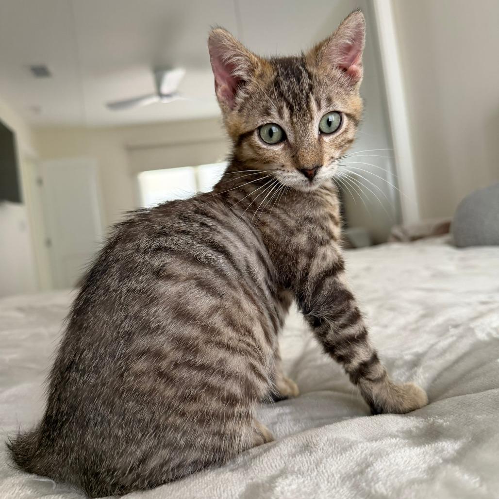 Enlarge Goose, a Adoptable Domestic Short Hair in Long Beach, CA image 6/6