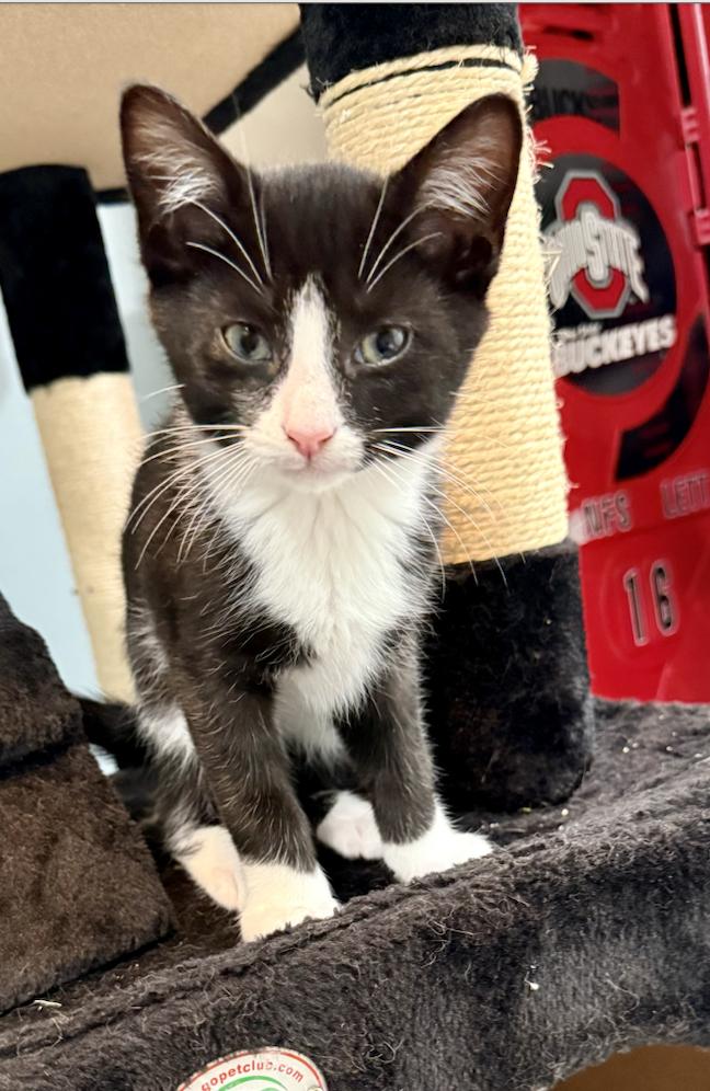 Cortland, Baby Male Domestic Short Hair