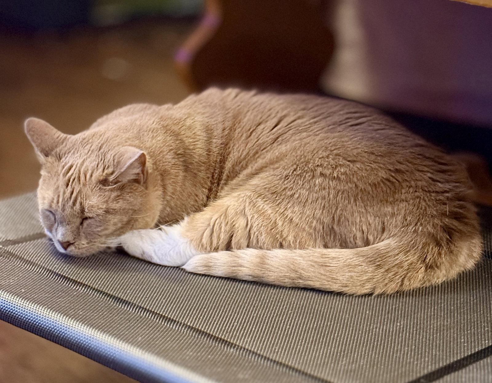 Enlarge Frida, a Adoptable Domestic Short Hair in Sicklerville , NJ image 1/3