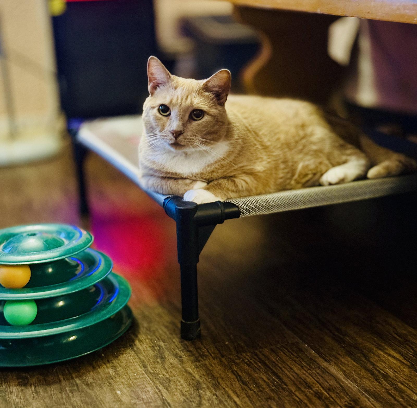Enlarge Frida, a Adoptable Domestic Short Hair in Sicklerville , NJ image 2/3