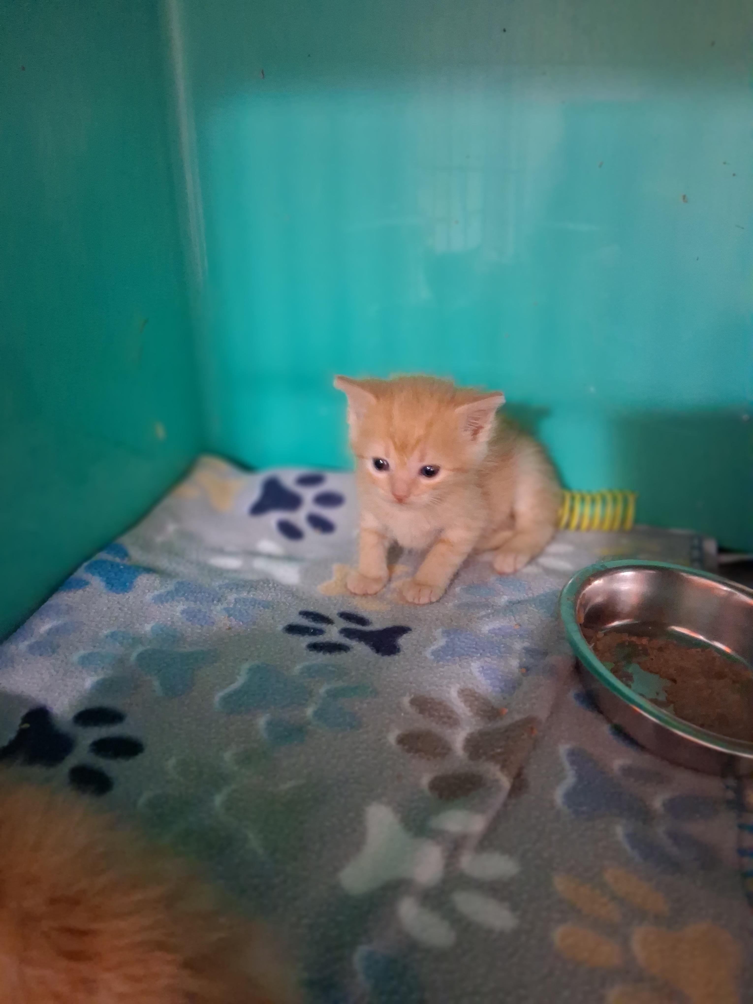 Hushpuppy, Adoptable, Kitten Male Domestic Short Hair.