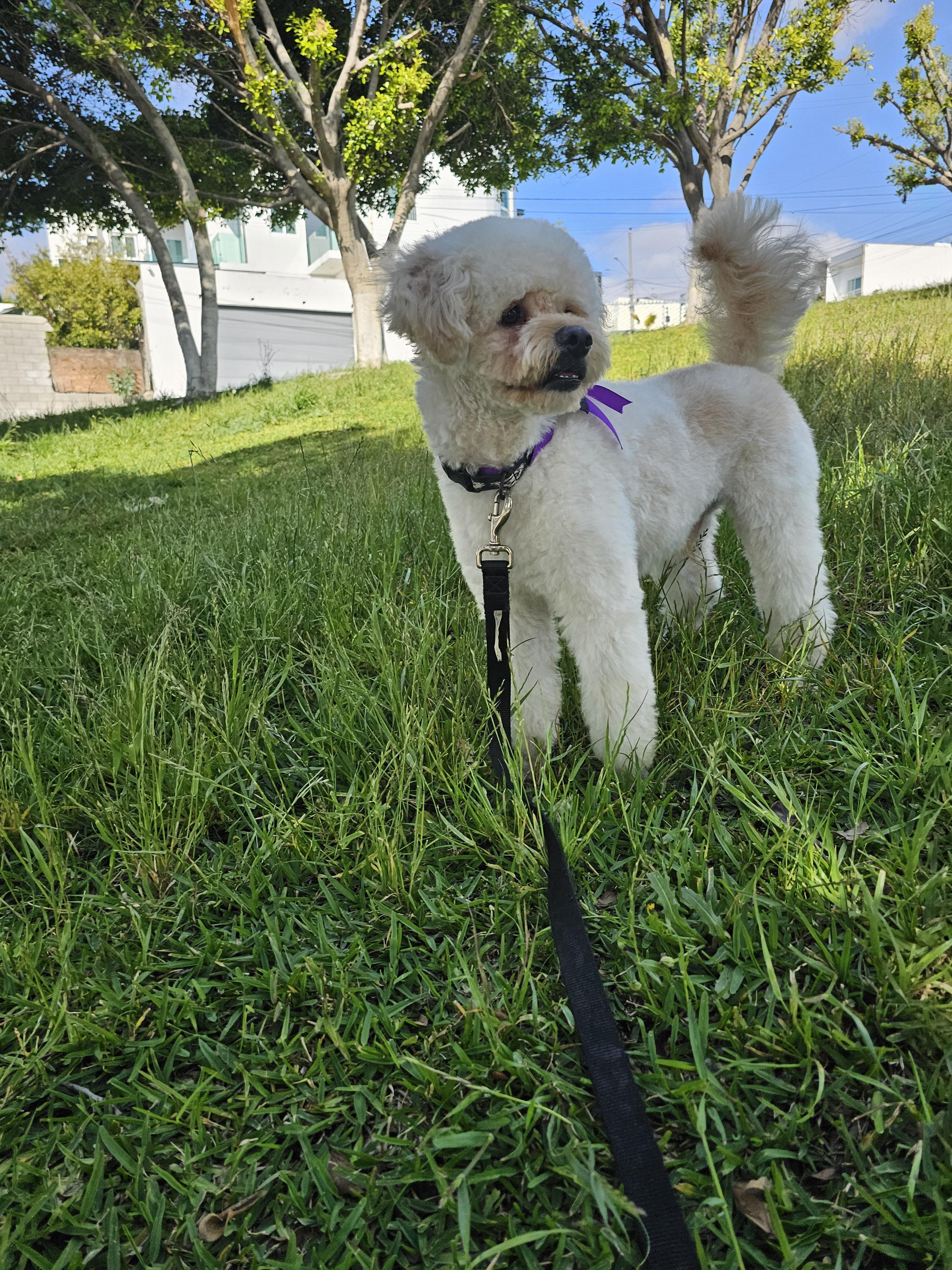 Enlarge Benny, a Adoptable mixed breed in Aliso viejo, CA image 3/6