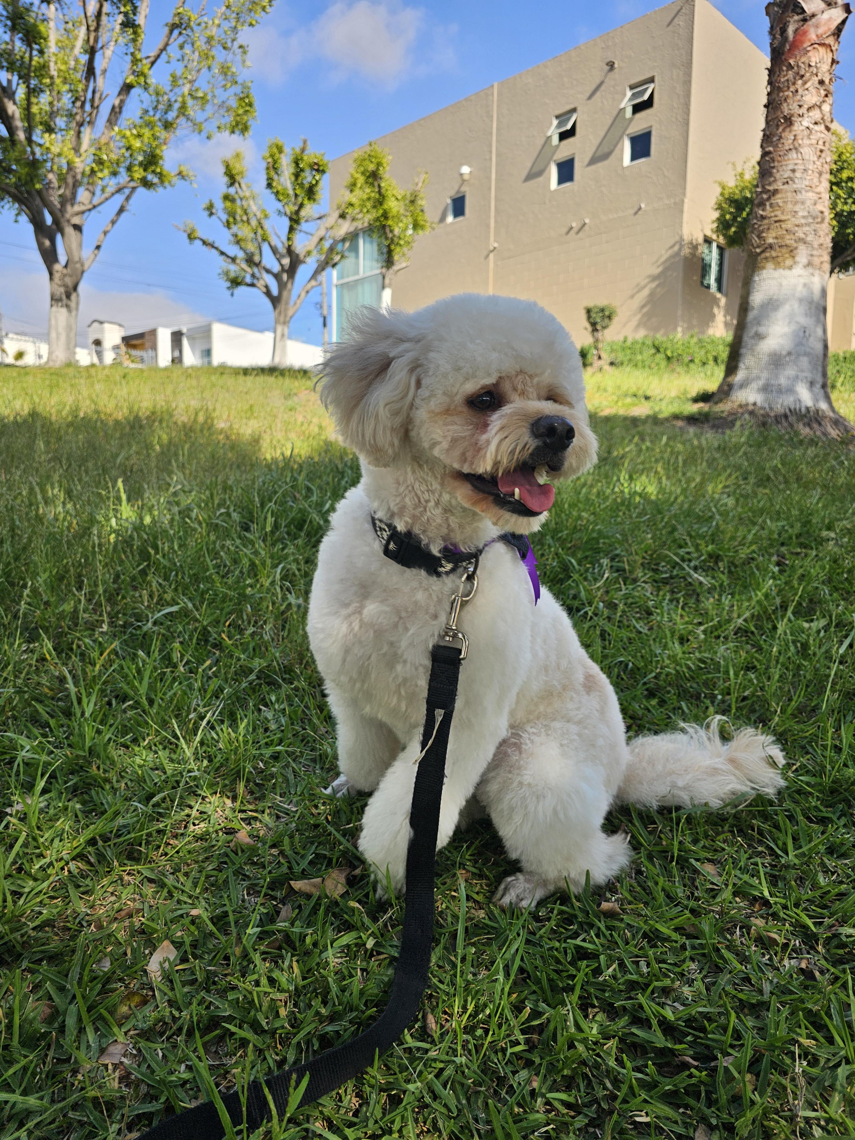 Enlarge Benny, a Adoptable mixed breed in Aliso viejo, CA image 4/6