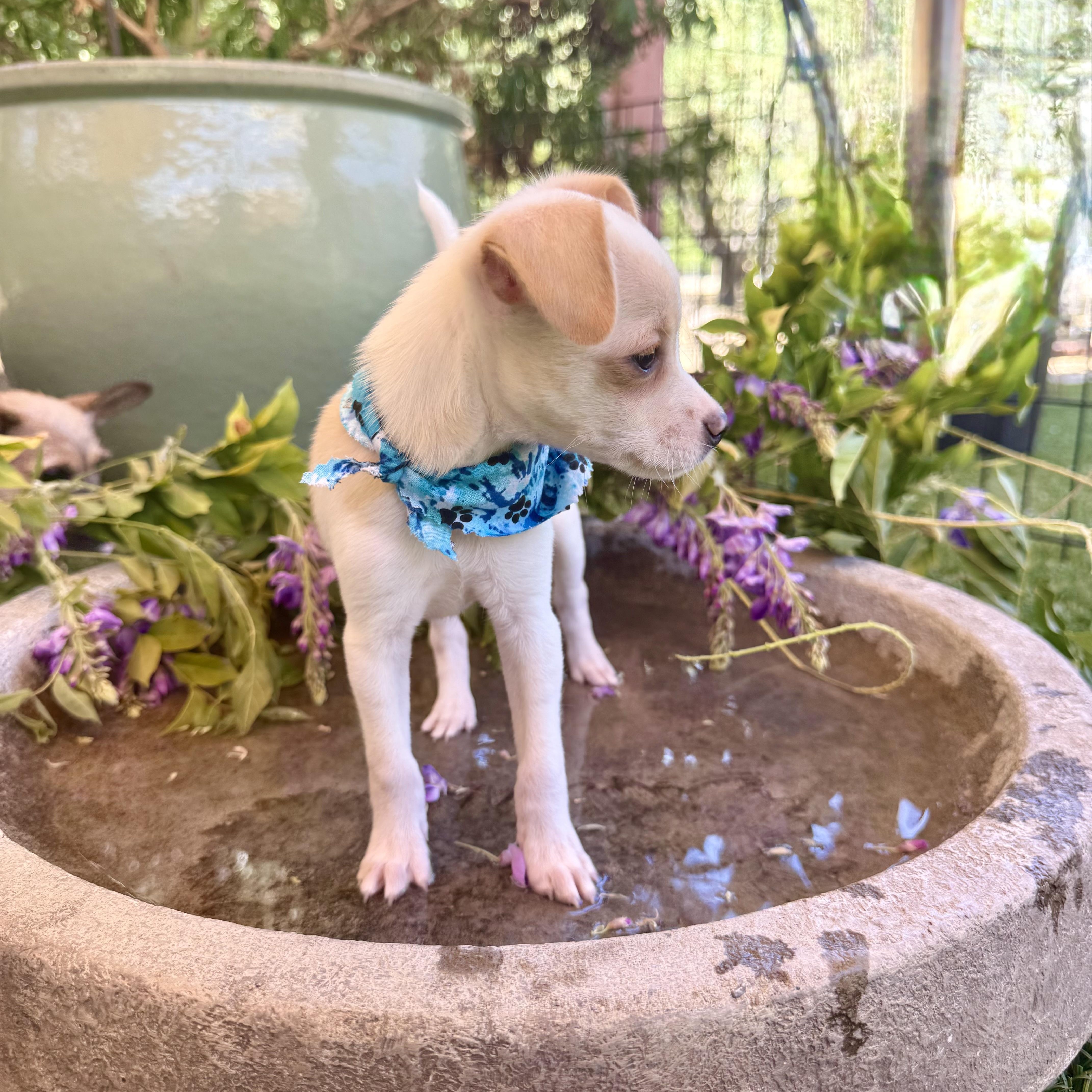 Enlarge Sparrow, a Adopted Chihuahua in modesto, CA image 5/6