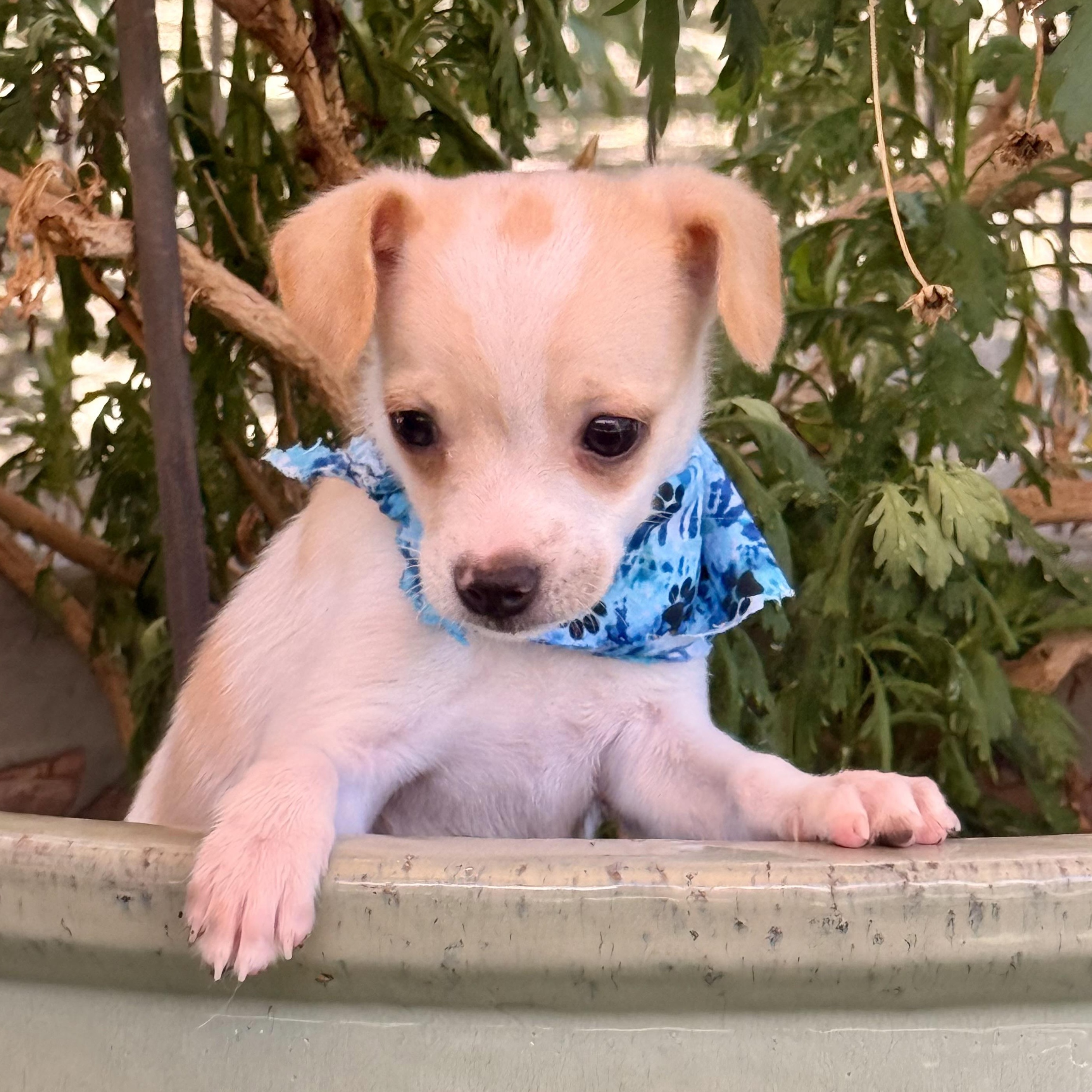 Sparrow, Adopted, Puppy Male Chihuahua.