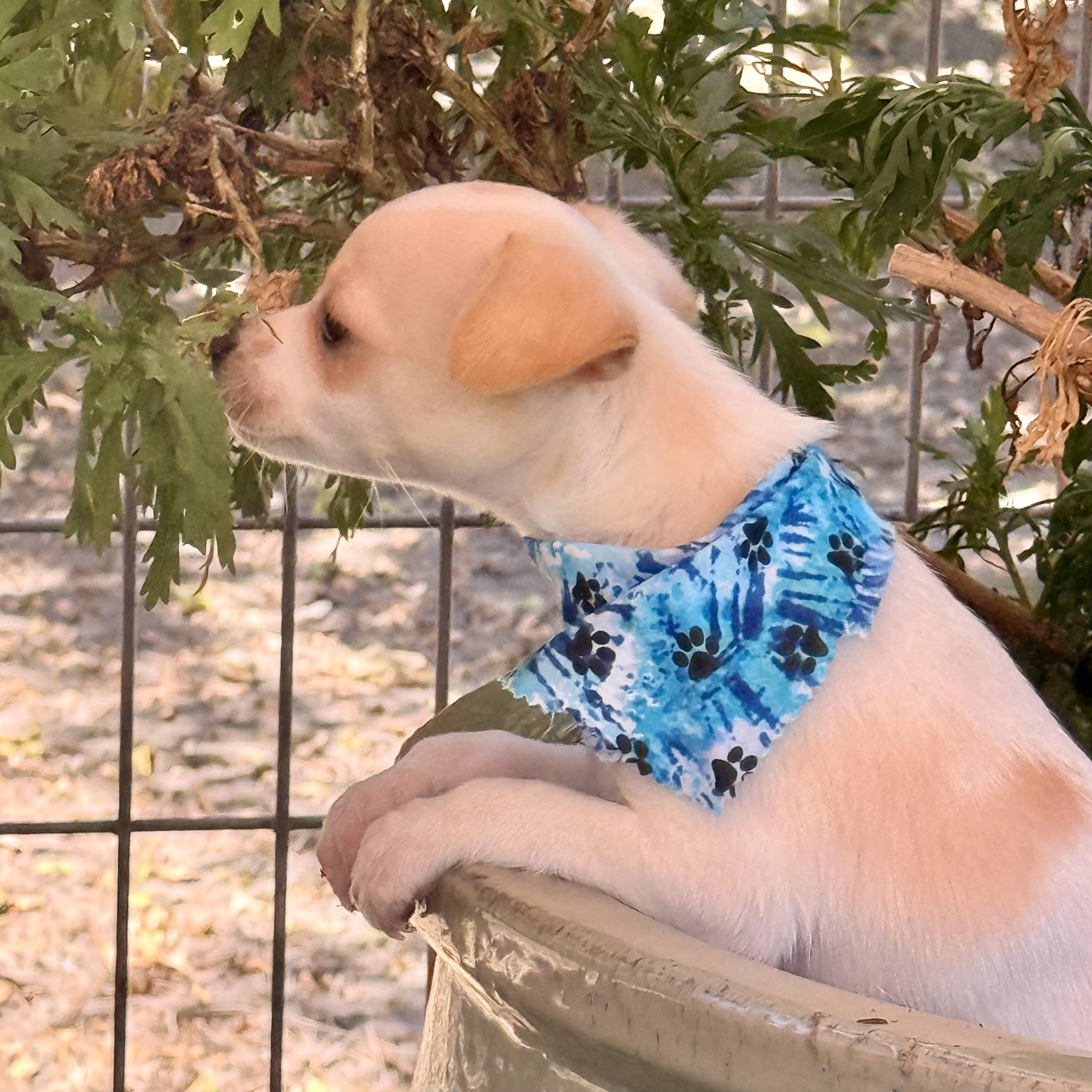 Enlarge Sparrow, a Adopted Chihuahua in modesto, CA image 6/6