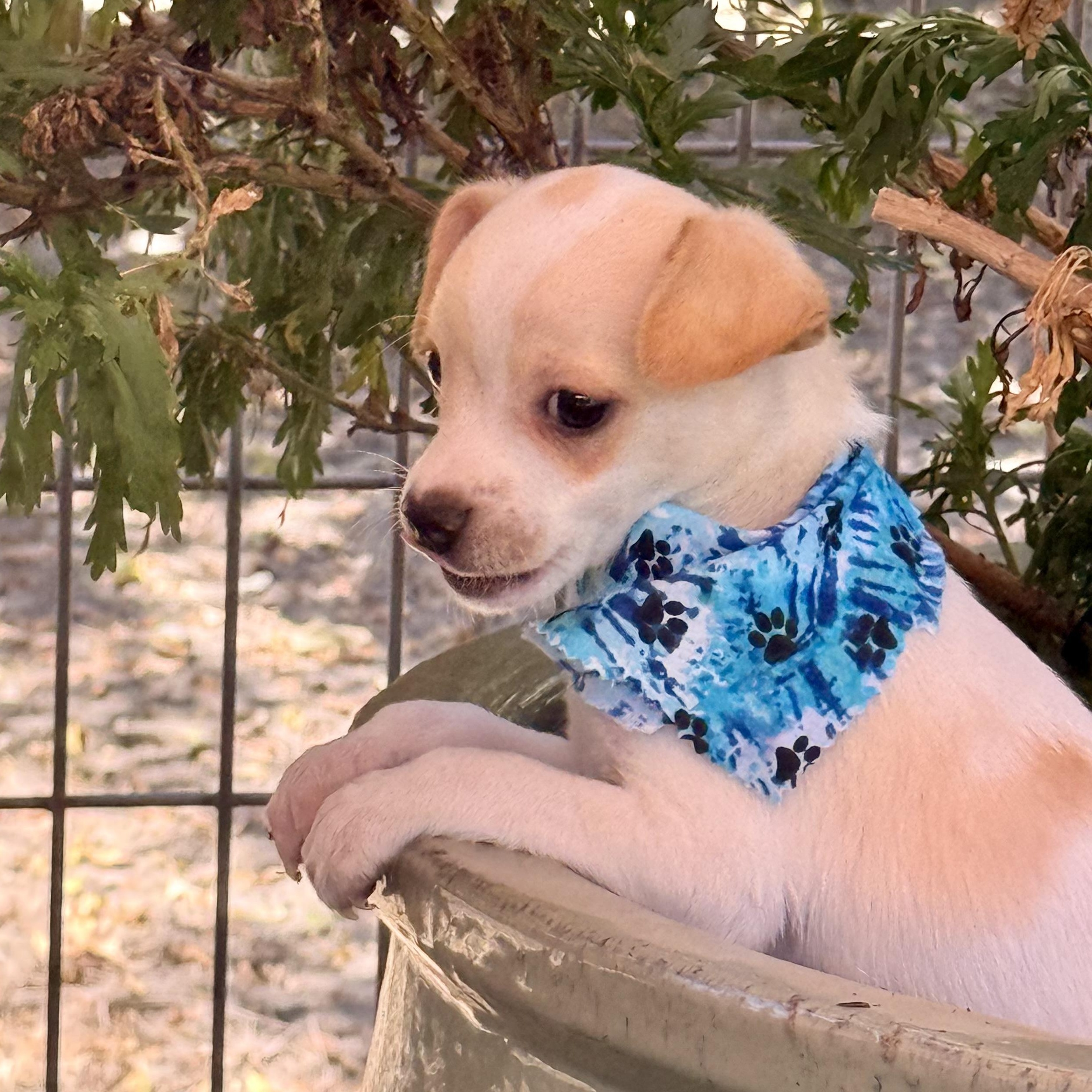 Enlarge Sparrow, a Adopted Chihuahua in modesto, CA image 4/6