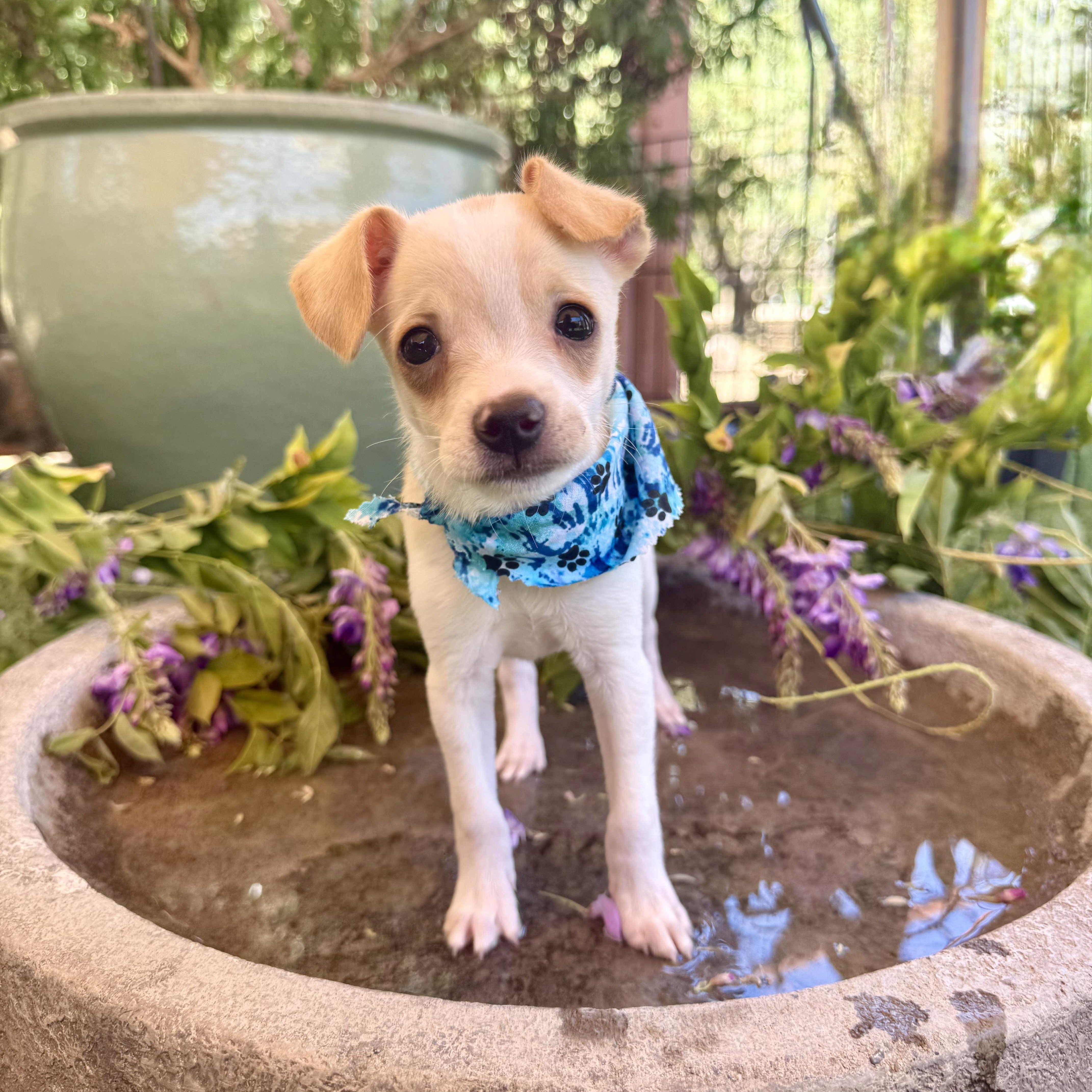 Enlarge Sparrow, a Adopted Chihuahua in modesto, CA image 2/6