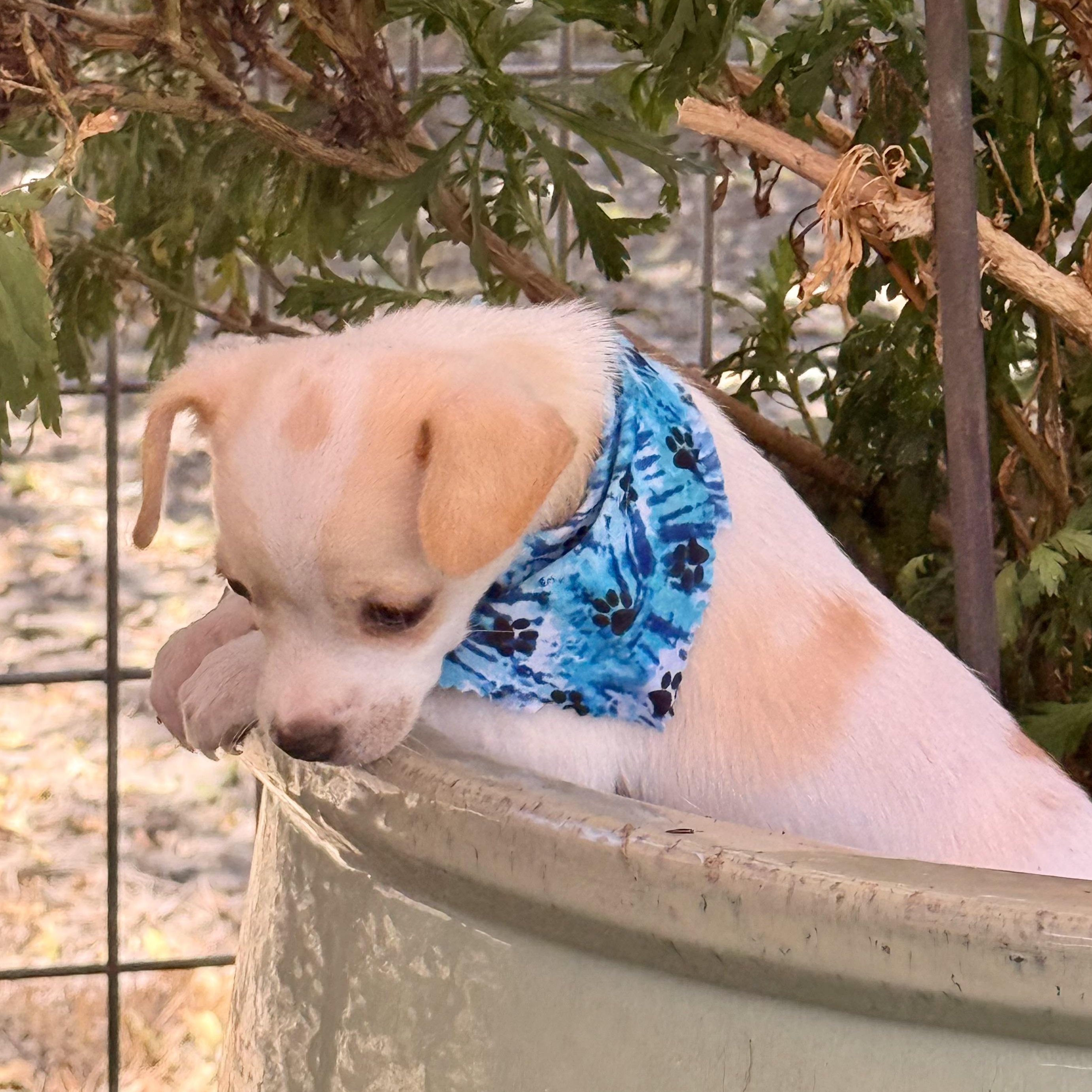 Enlarge Sparrow, a Adopted Chihuahua in modesto, CA image 3/6
