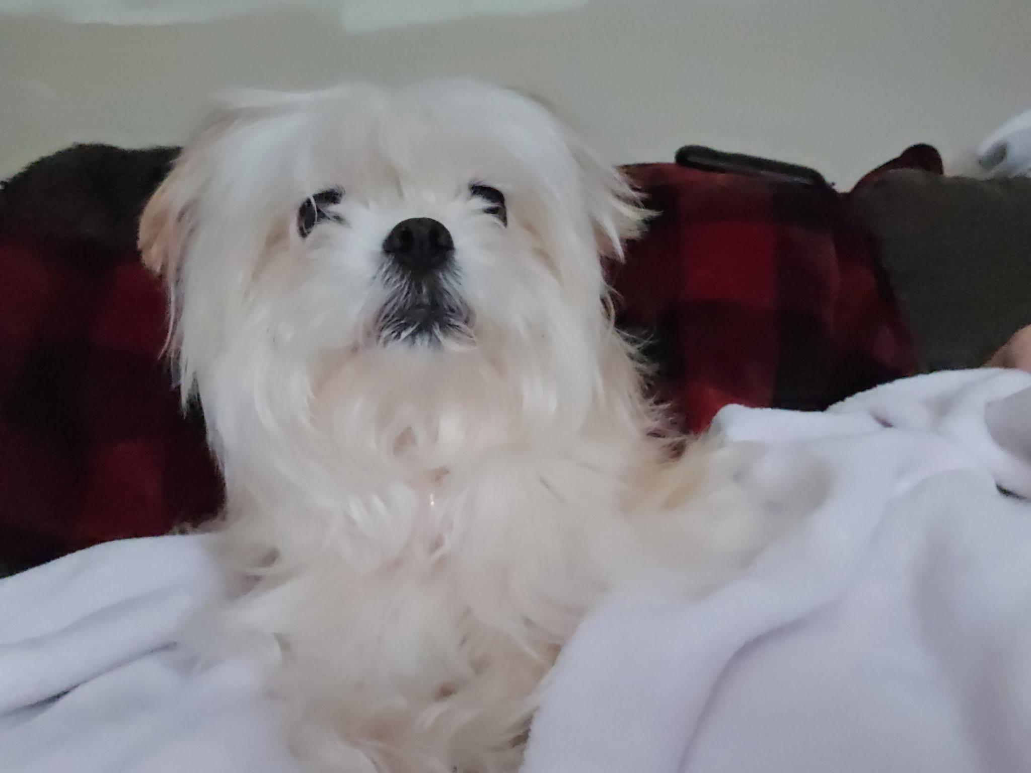 Skye, ADOPTABLE, Adult Female Lhasa Apso & Maltese.